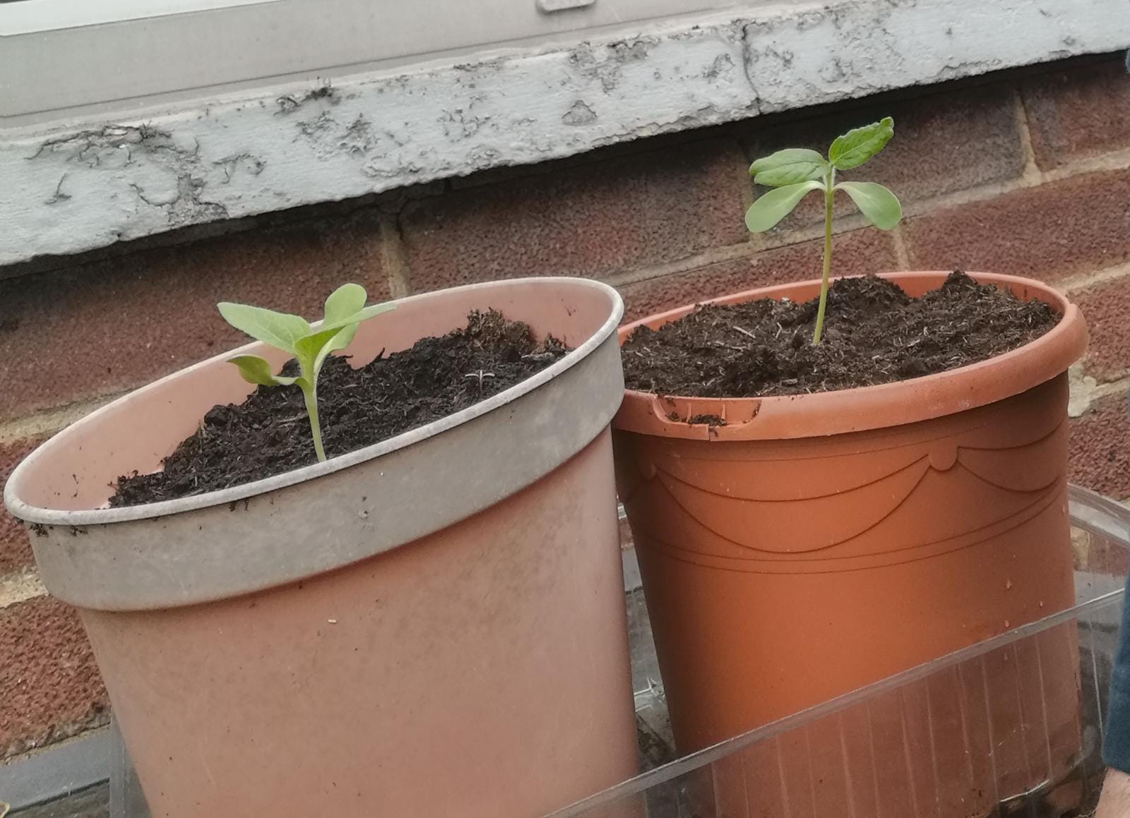 Only 2 seeds have sprouted out of 5 seeds Ian G