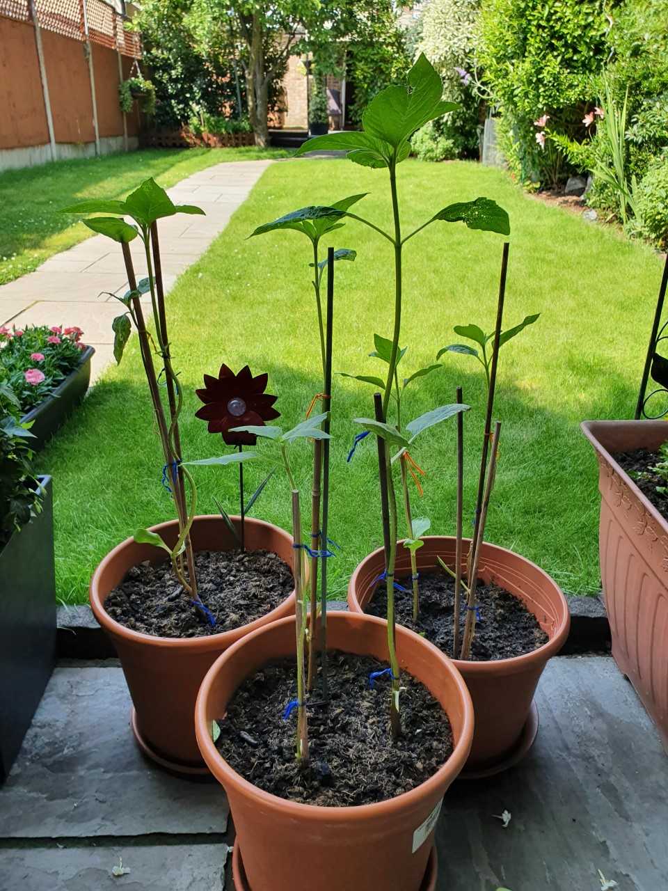 Geraint O - Sunflower selfie