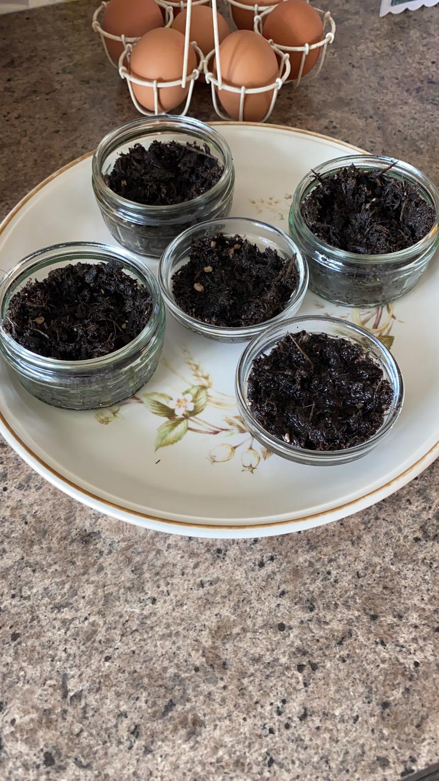 Pamela L - My sunflower selfies