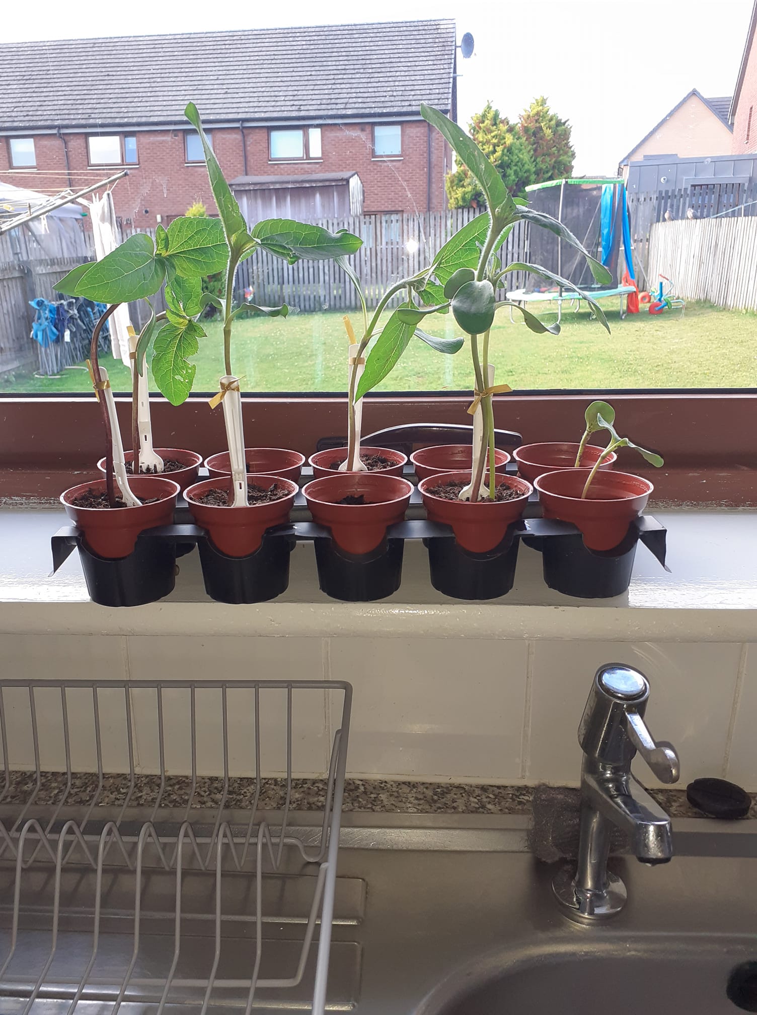 Geraint O - Sunflower selfie