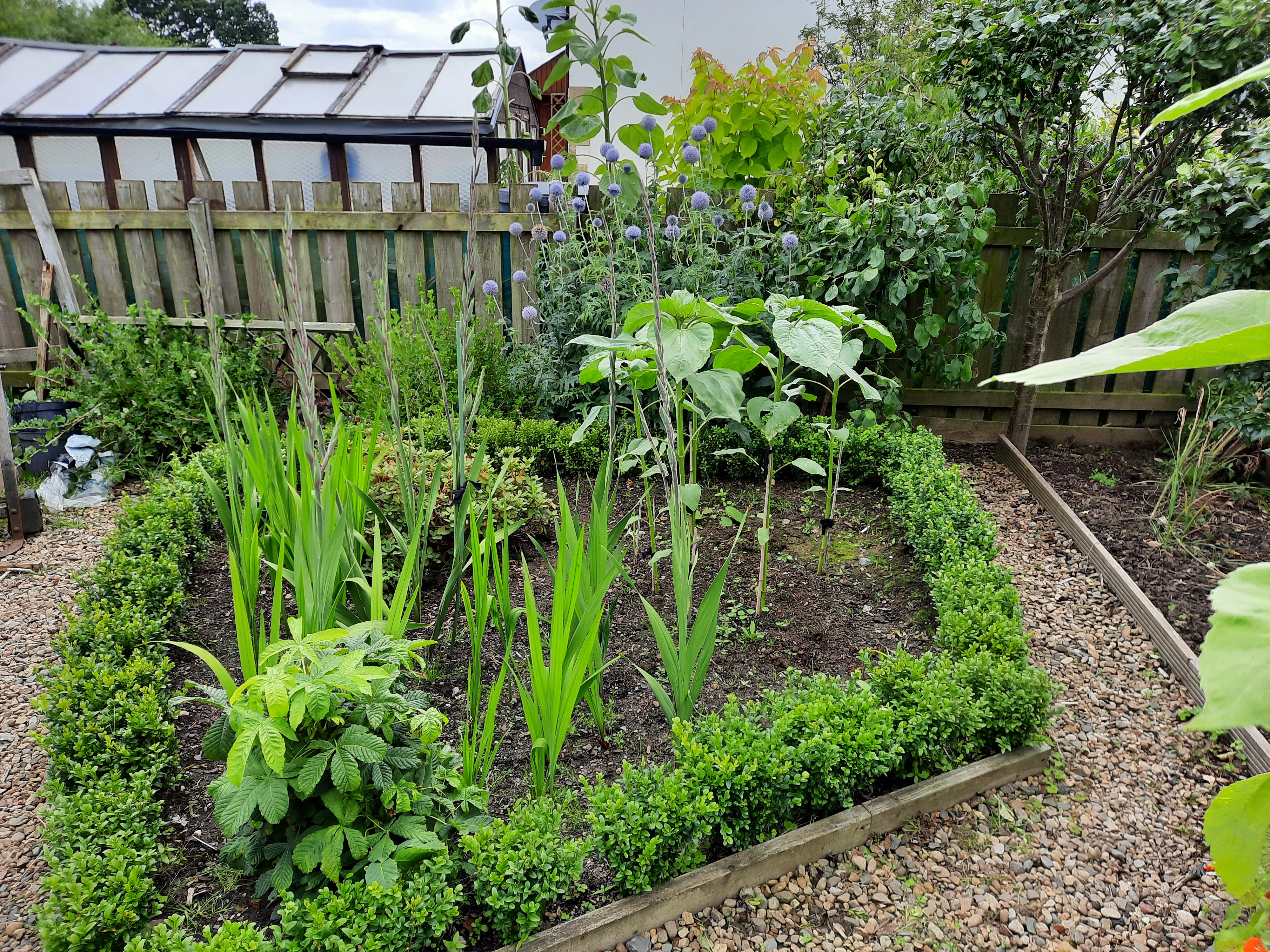 Peter S - My Whacky Garden Sun Flowers Gallor 2