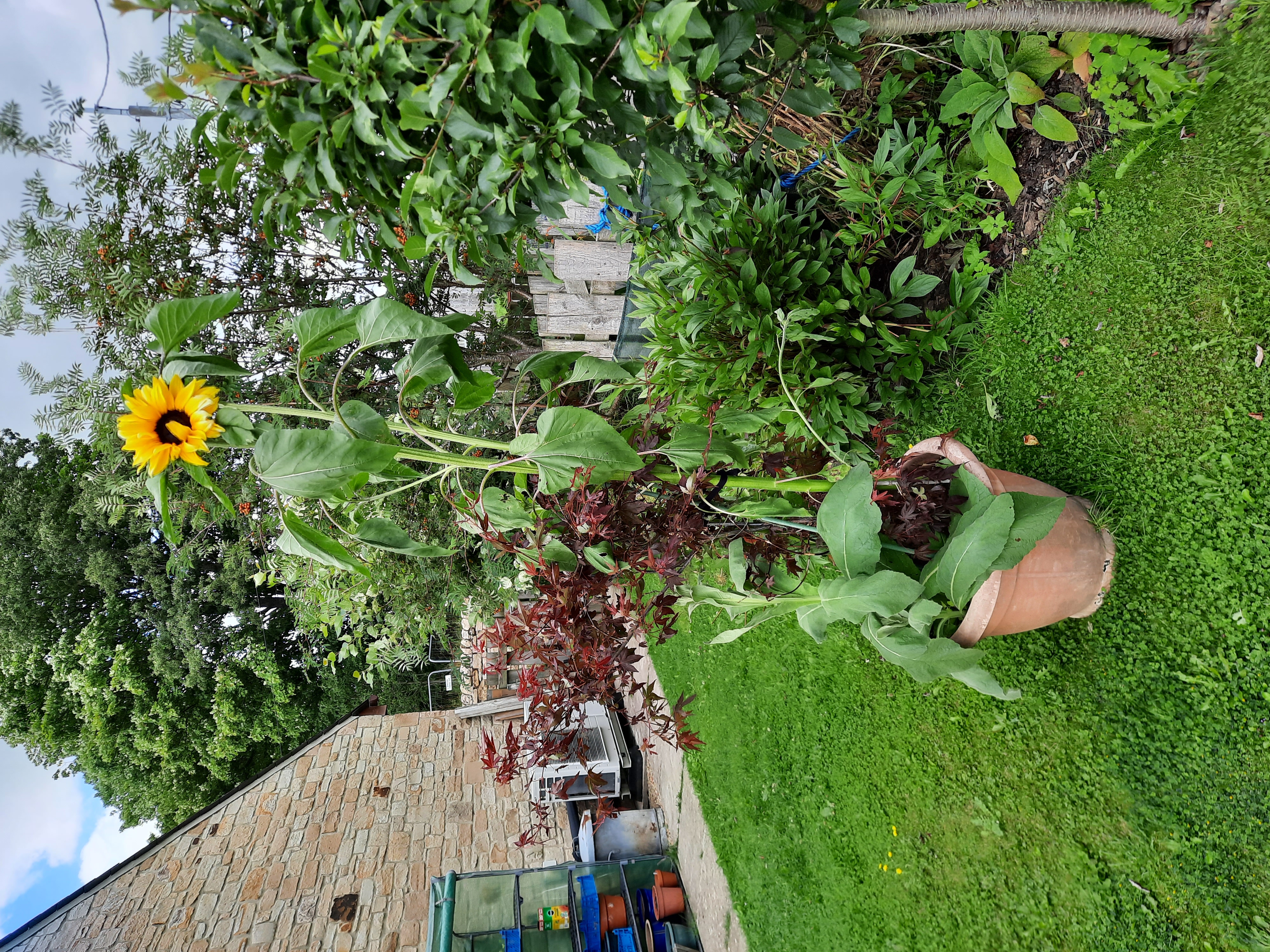 Peter S - My Whacky Garden Sun Flowers Gallor 1