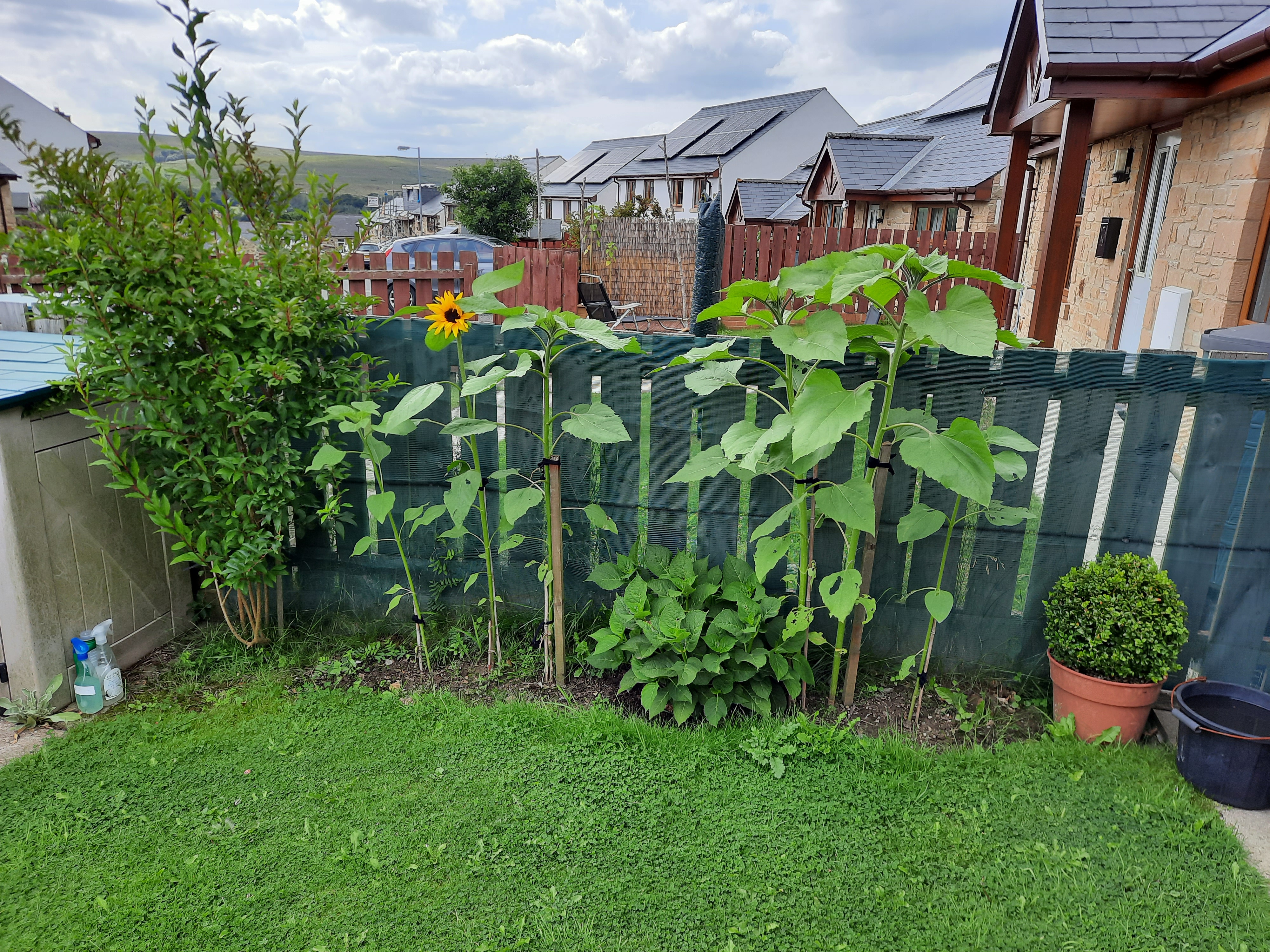 Peter S - My Whacky Garden Sun Flowers Gallor 3