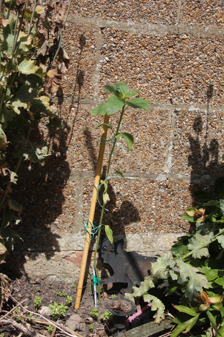 Peter T - 65 - 85 cms