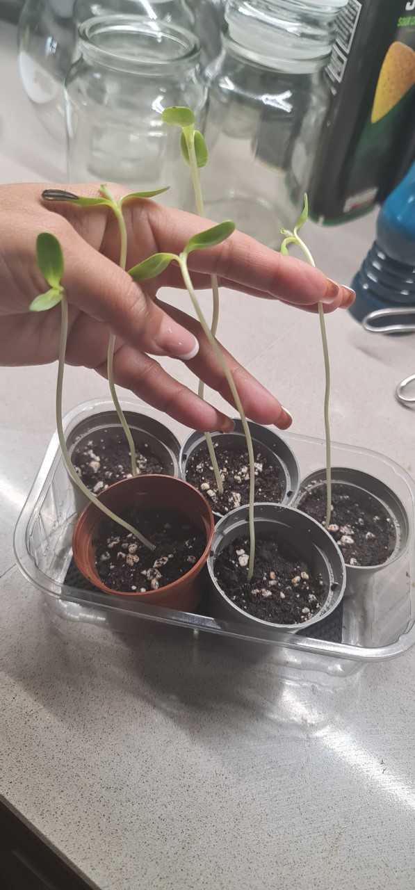 Geraint O - Sunflower selfie