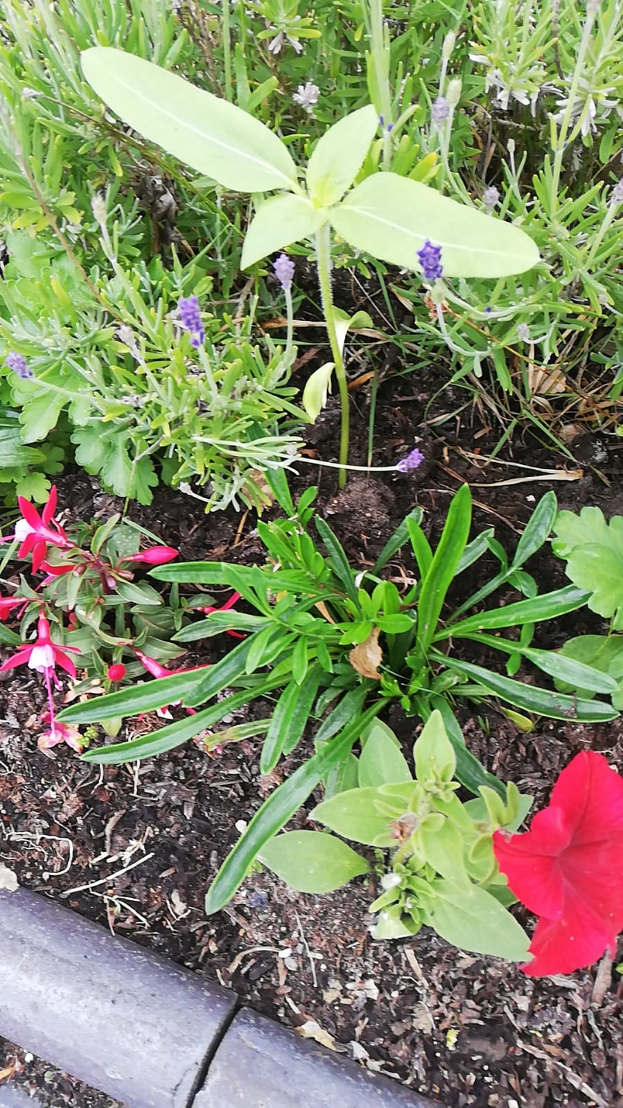 Ricky M - Planted last Friday