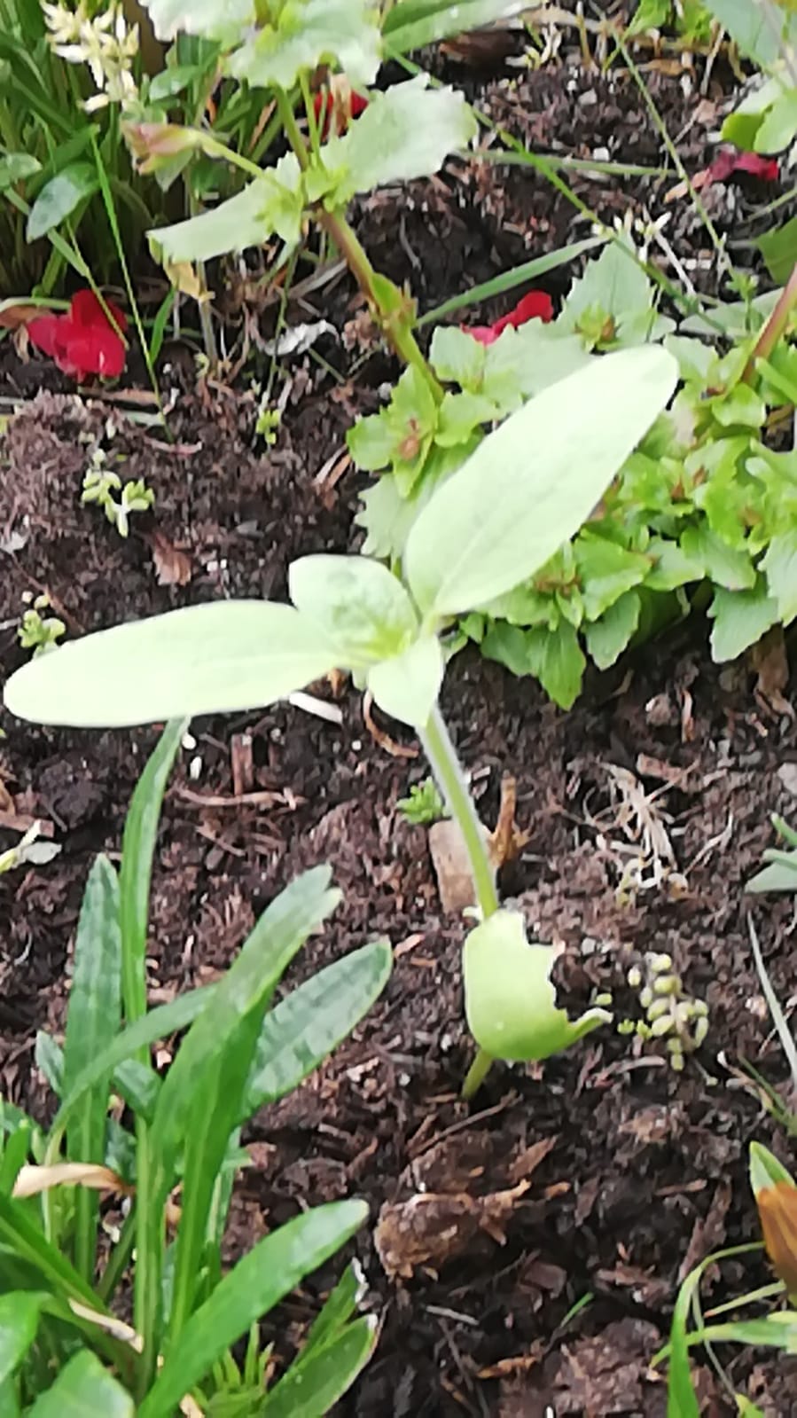 Ricky M - My sunflowers