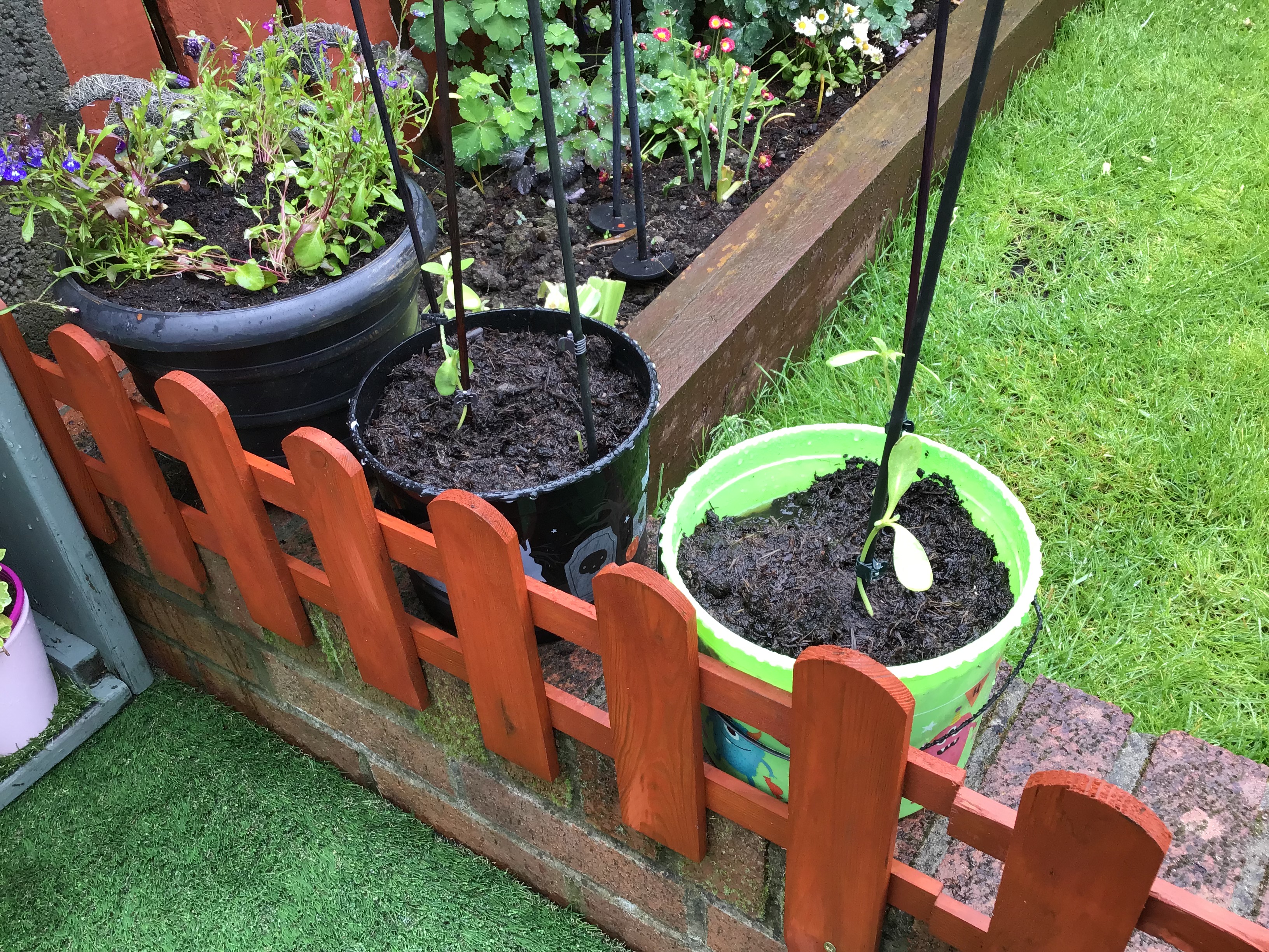 Geraint O - Sunflower selfie