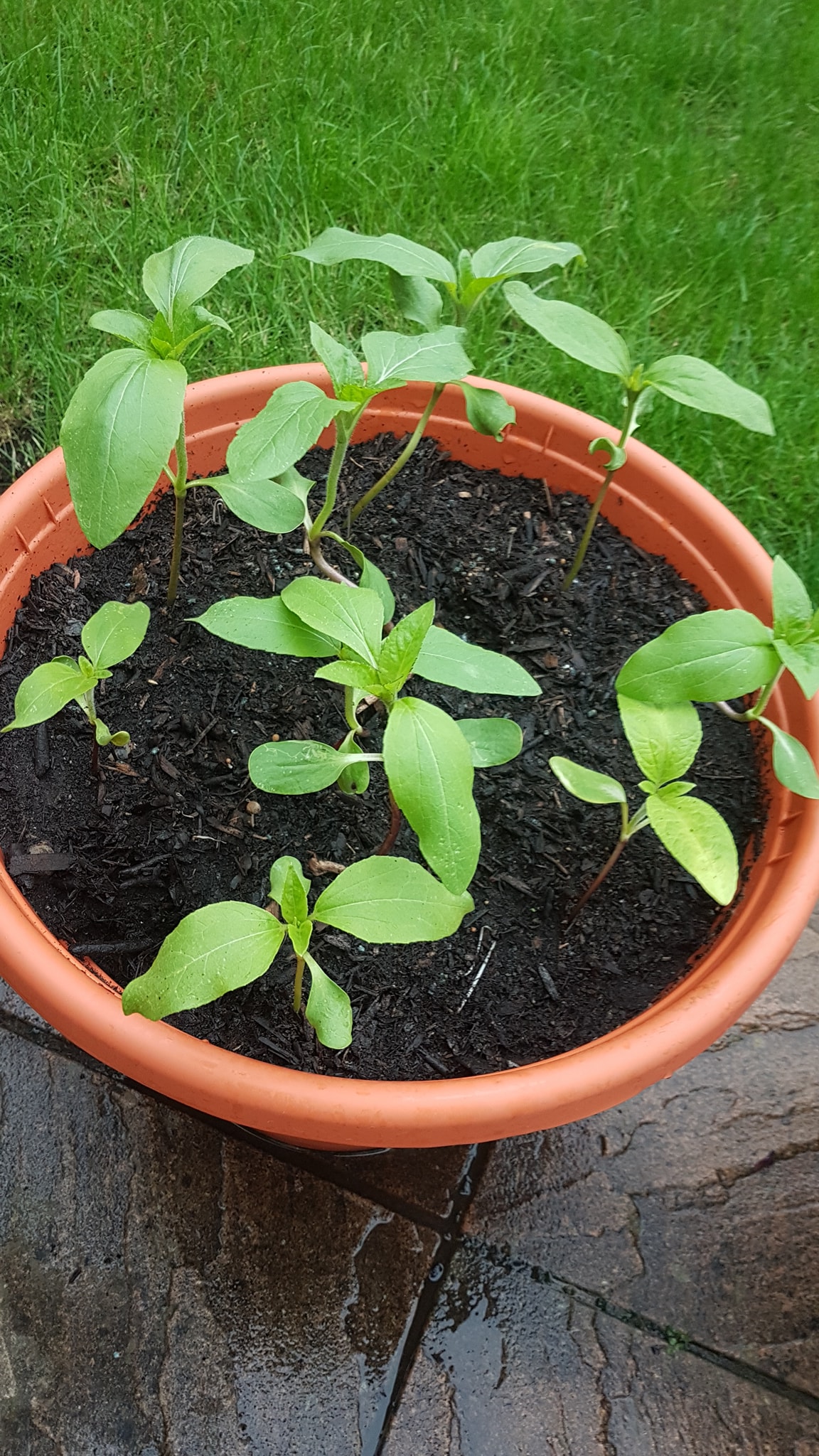 Geraint O - Sunflower selfie