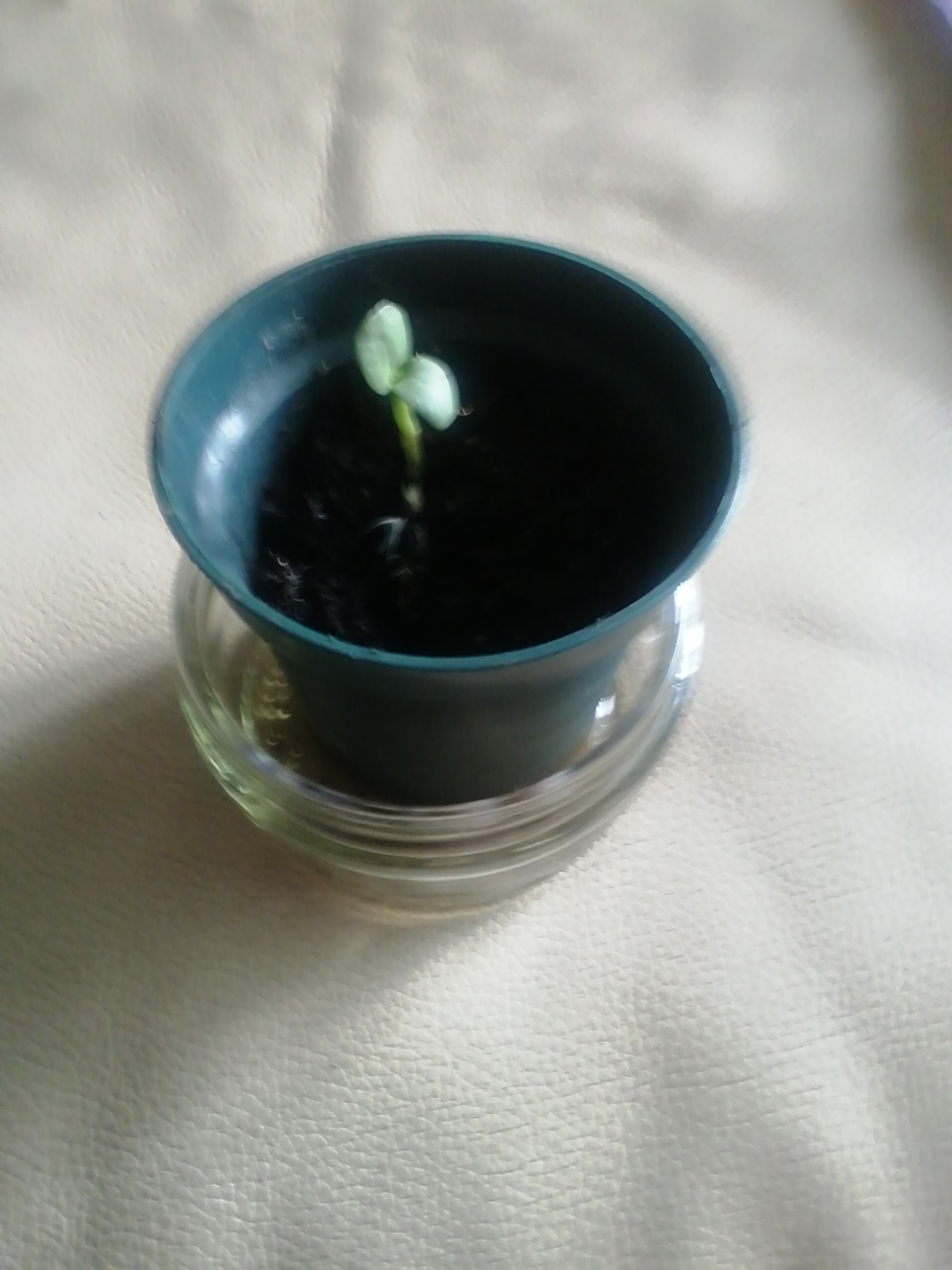 Rosalyn D - The start of my sunflower challenge