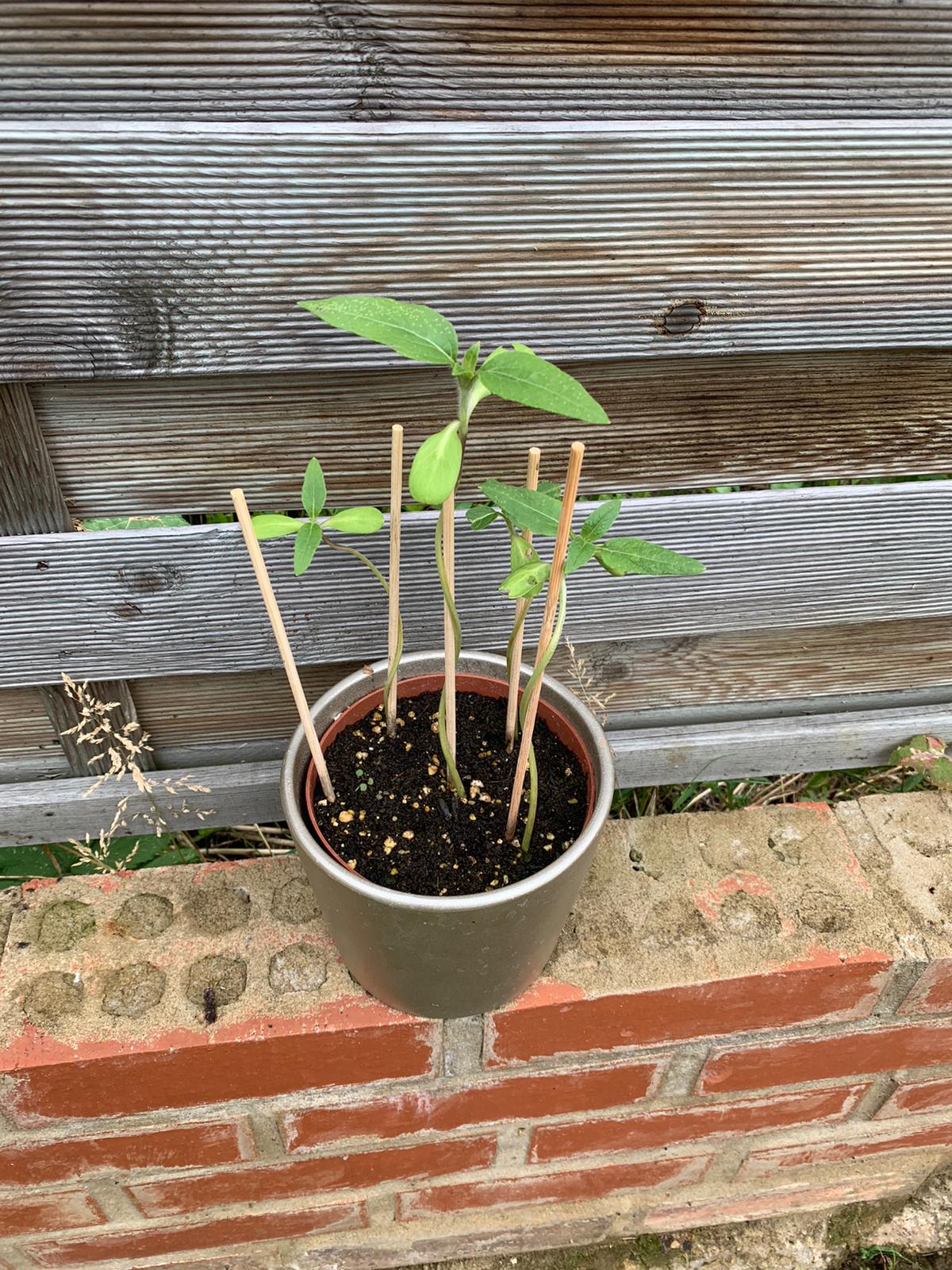 Geraint O - Sunflower selfie