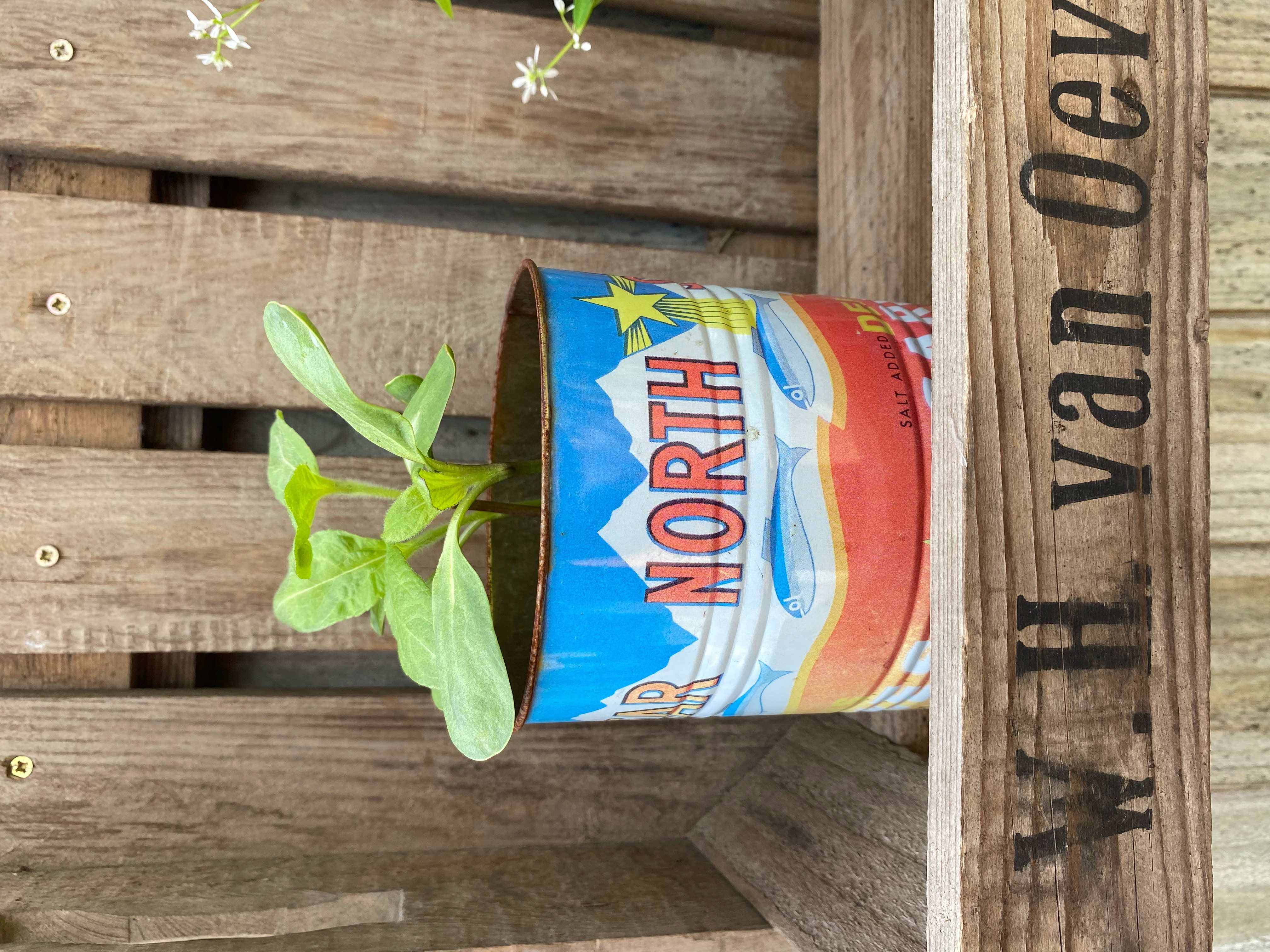 Geraint O - Sunflower selfie