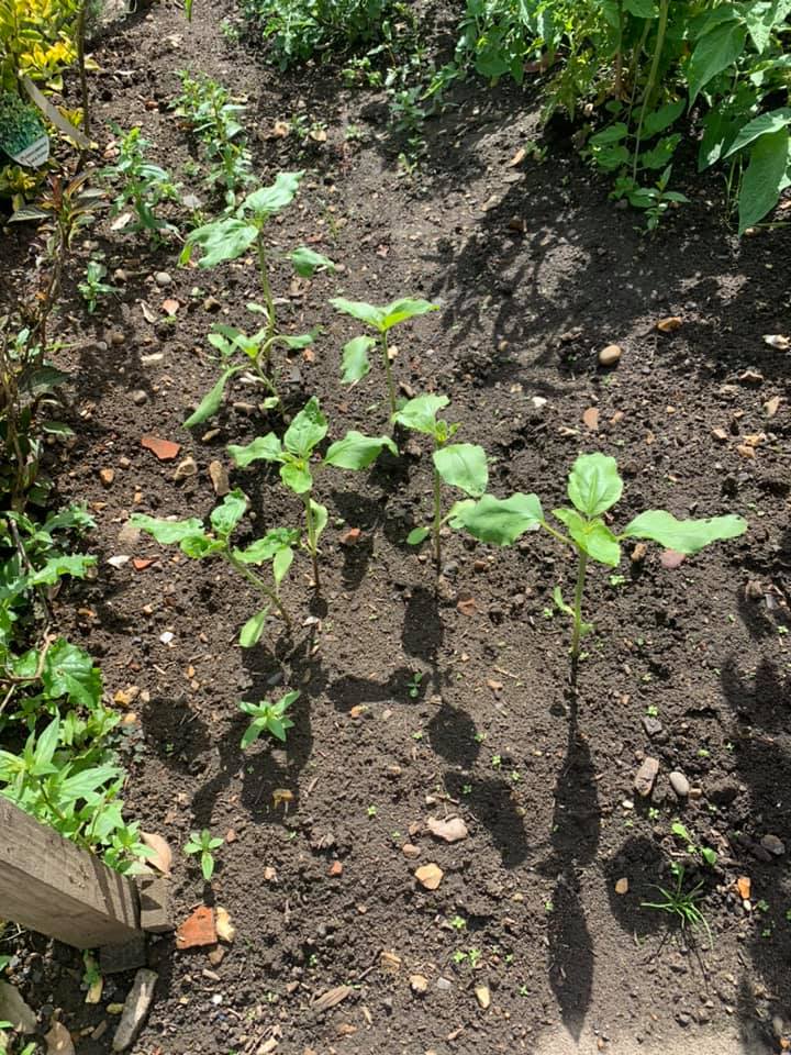 Geraint O - Sunflower selfie