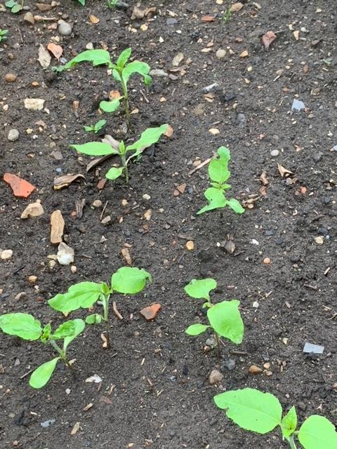 Geraint O - Sunflower selfie