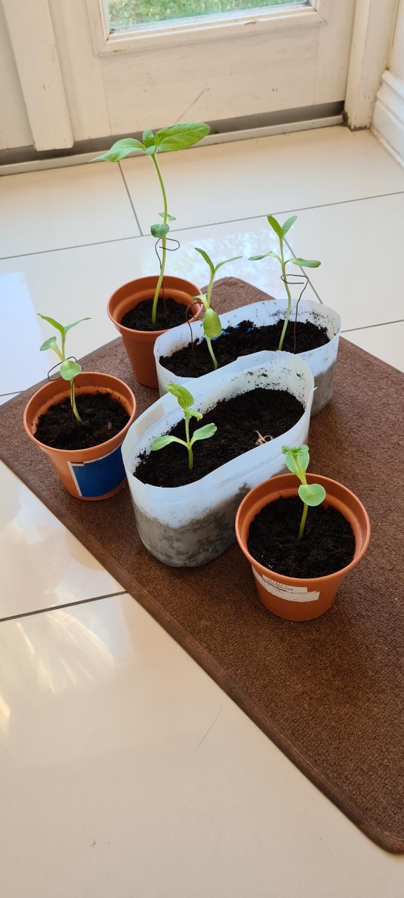 Saurabh S - I sowed them on 12th May. 8 out of 10 sprouted. However, 1 did not survive