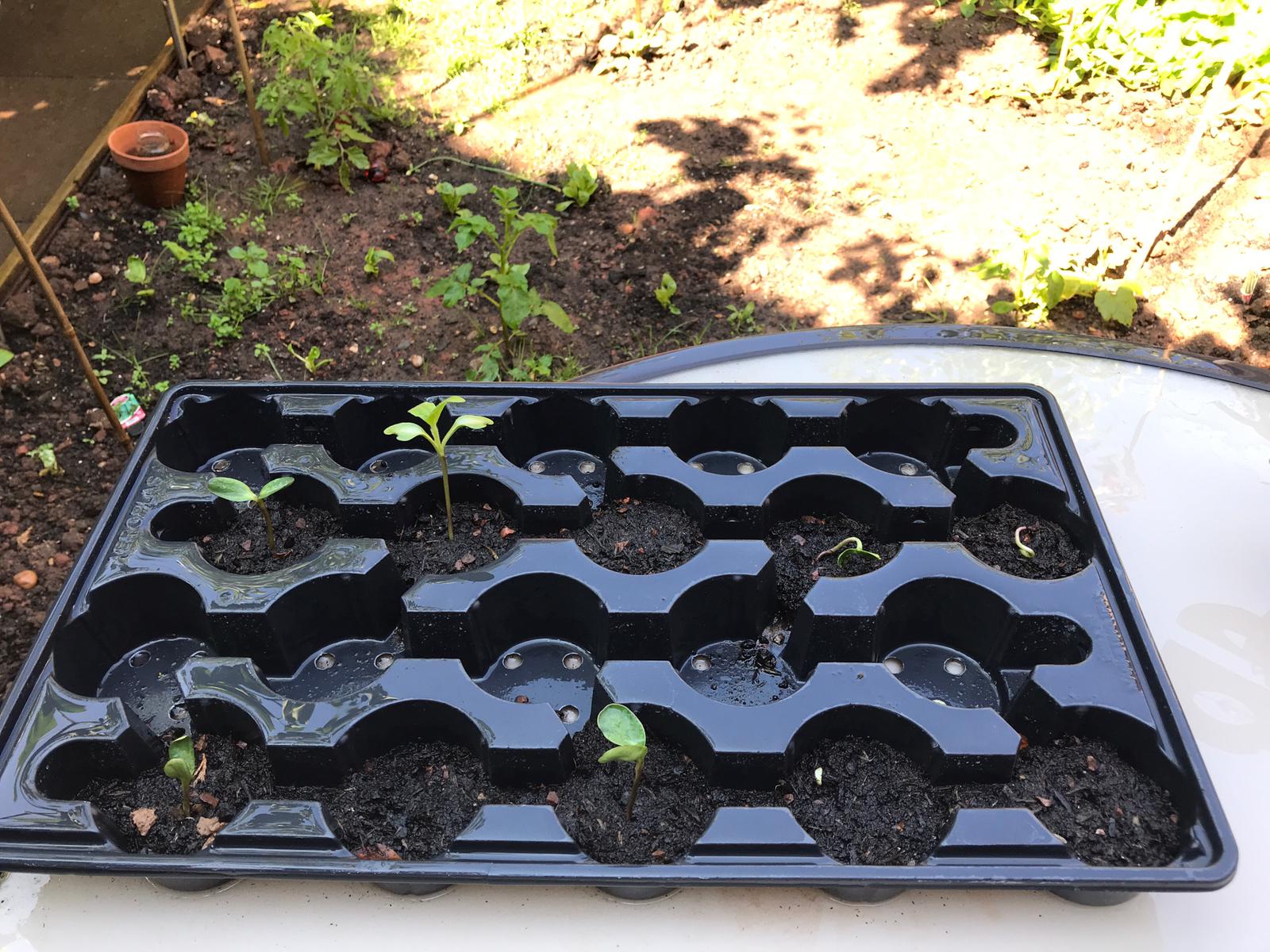 Geraint O - Sunflower selfie