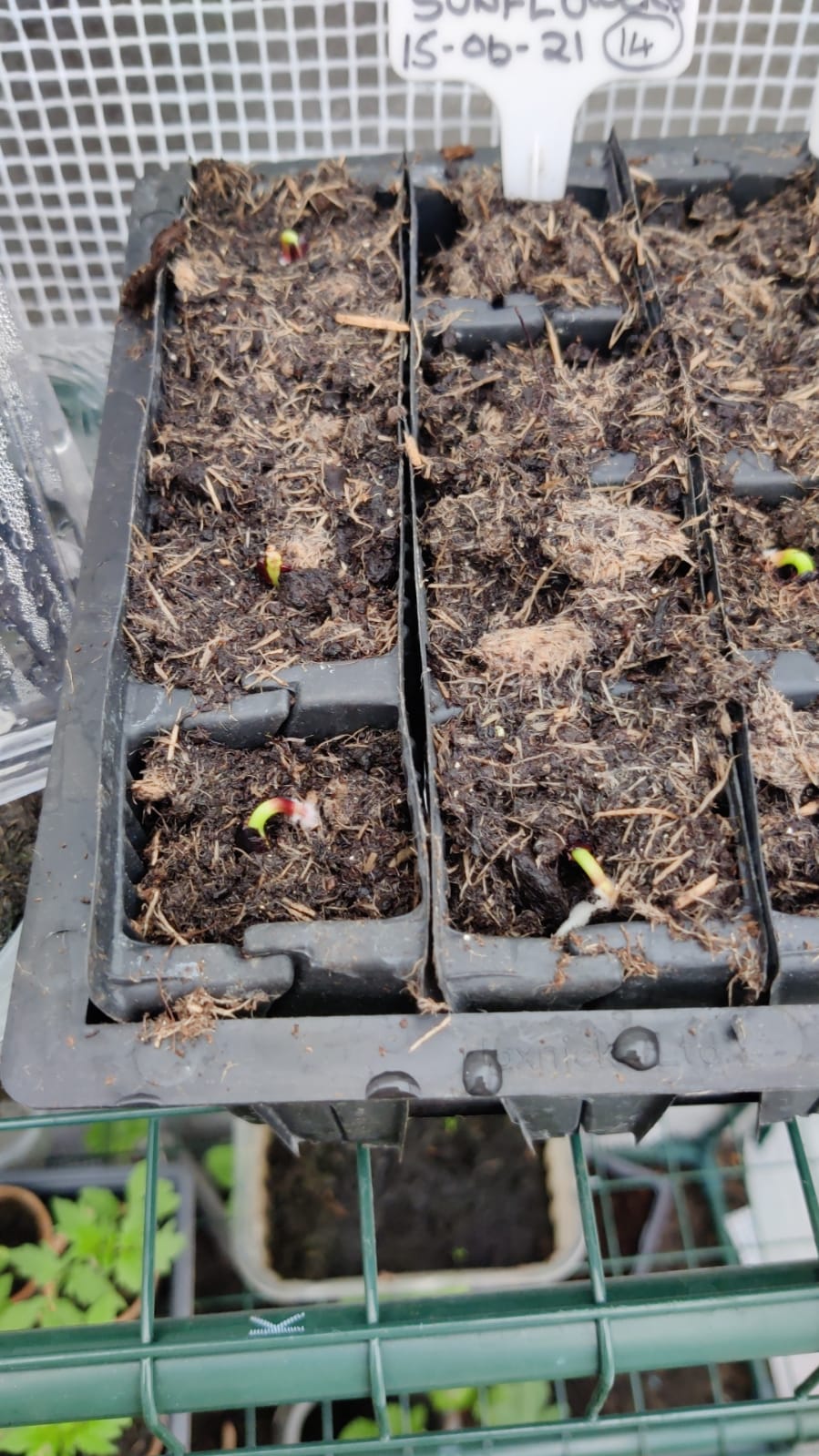 Geraint O - Sunflower selfie