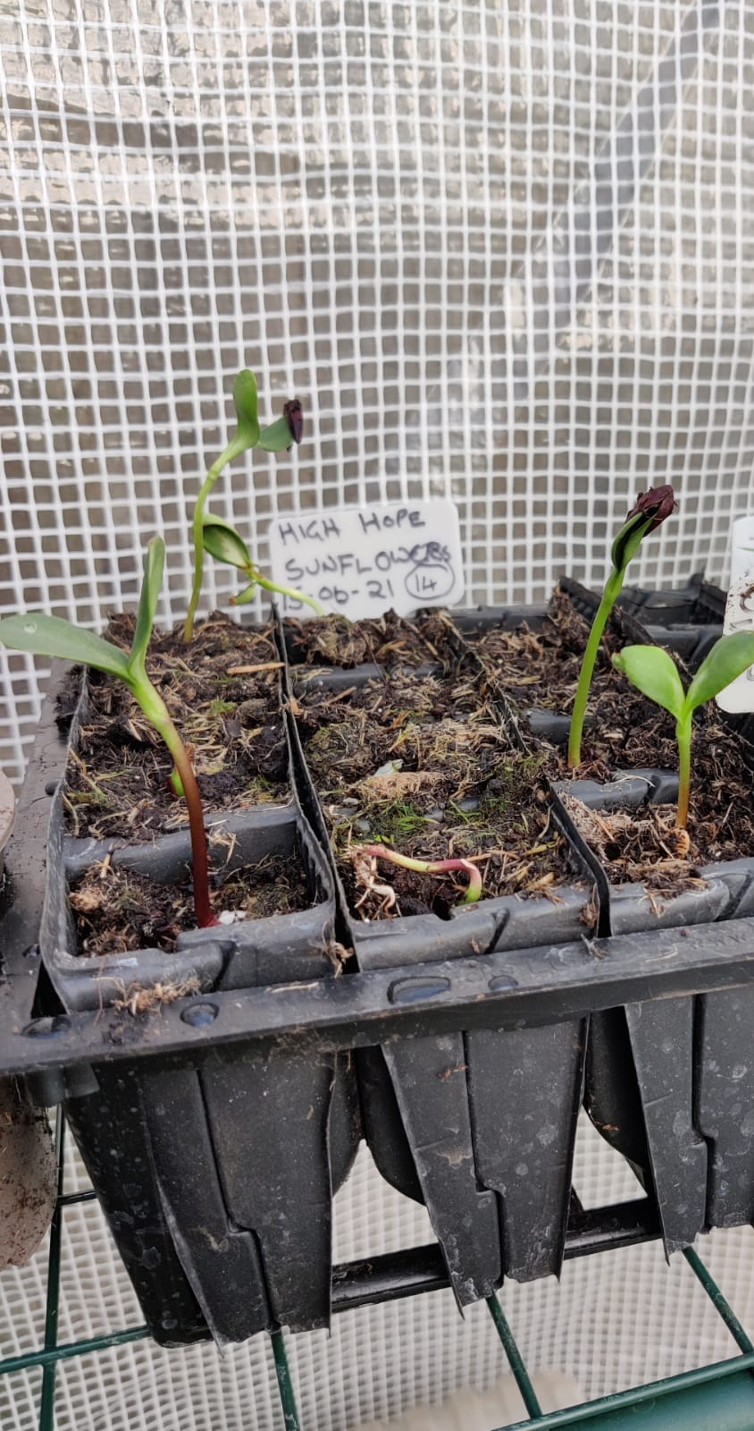 Geraint O - Sunflower selfie