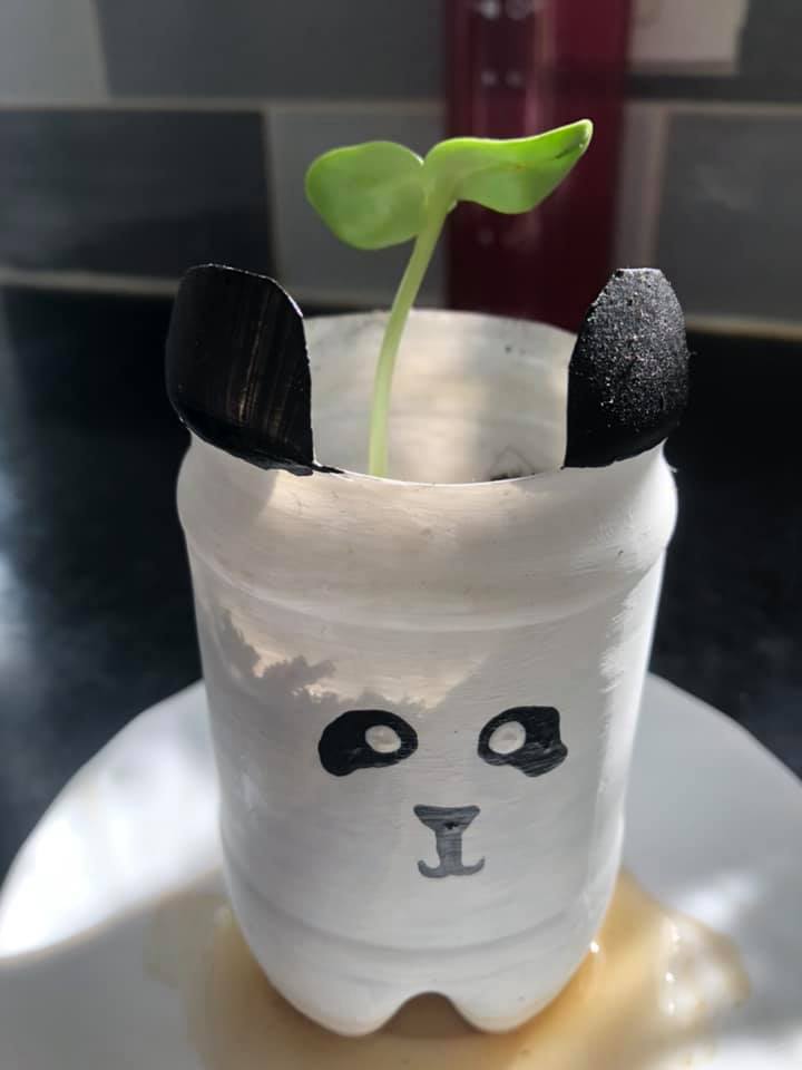 Geraint O - Sunflower selfie