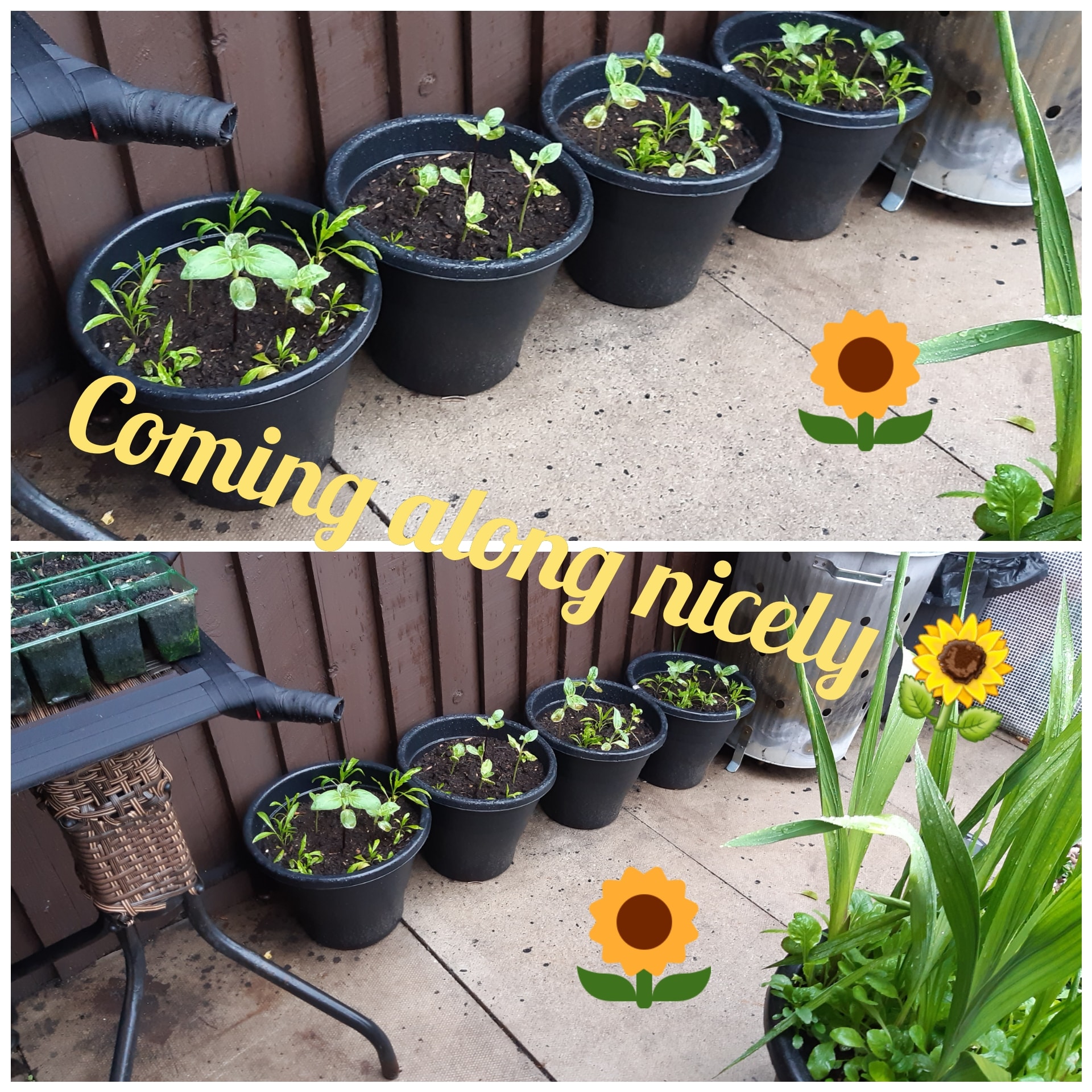 Geraint O - Sunflower selfie