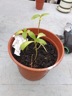 Geraint O - Sunflower selfie
