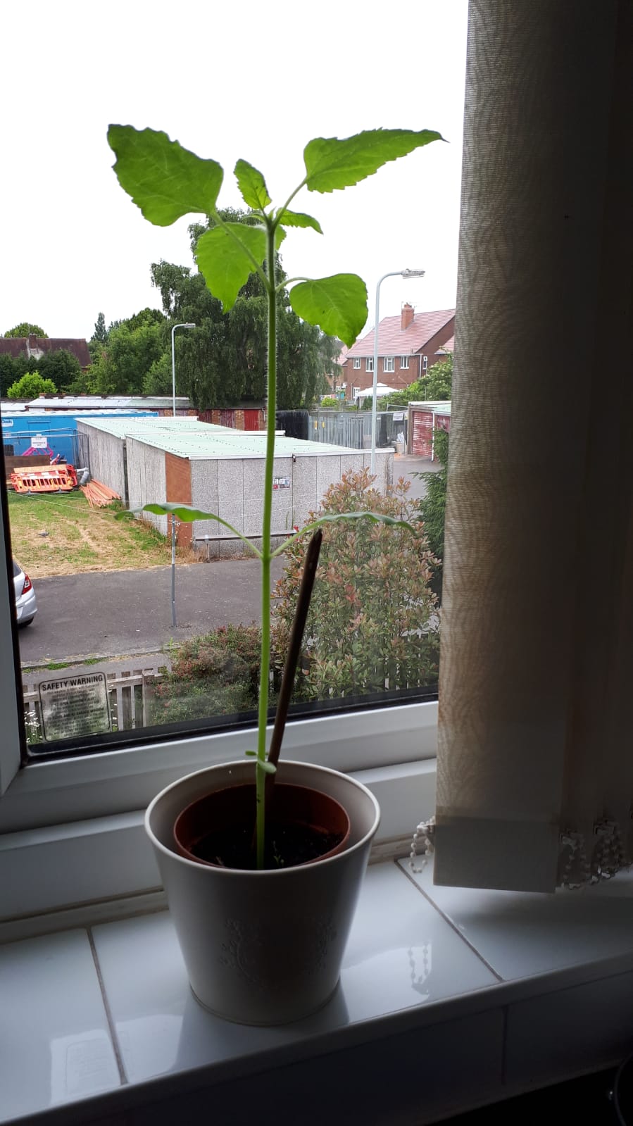 Geraint O - Sunflower selfie