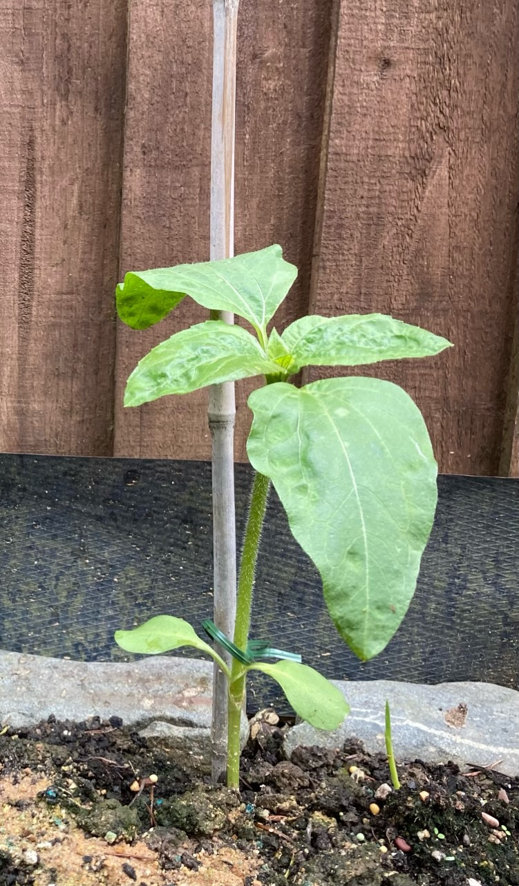 Brin W - Sown in pots 23rd April