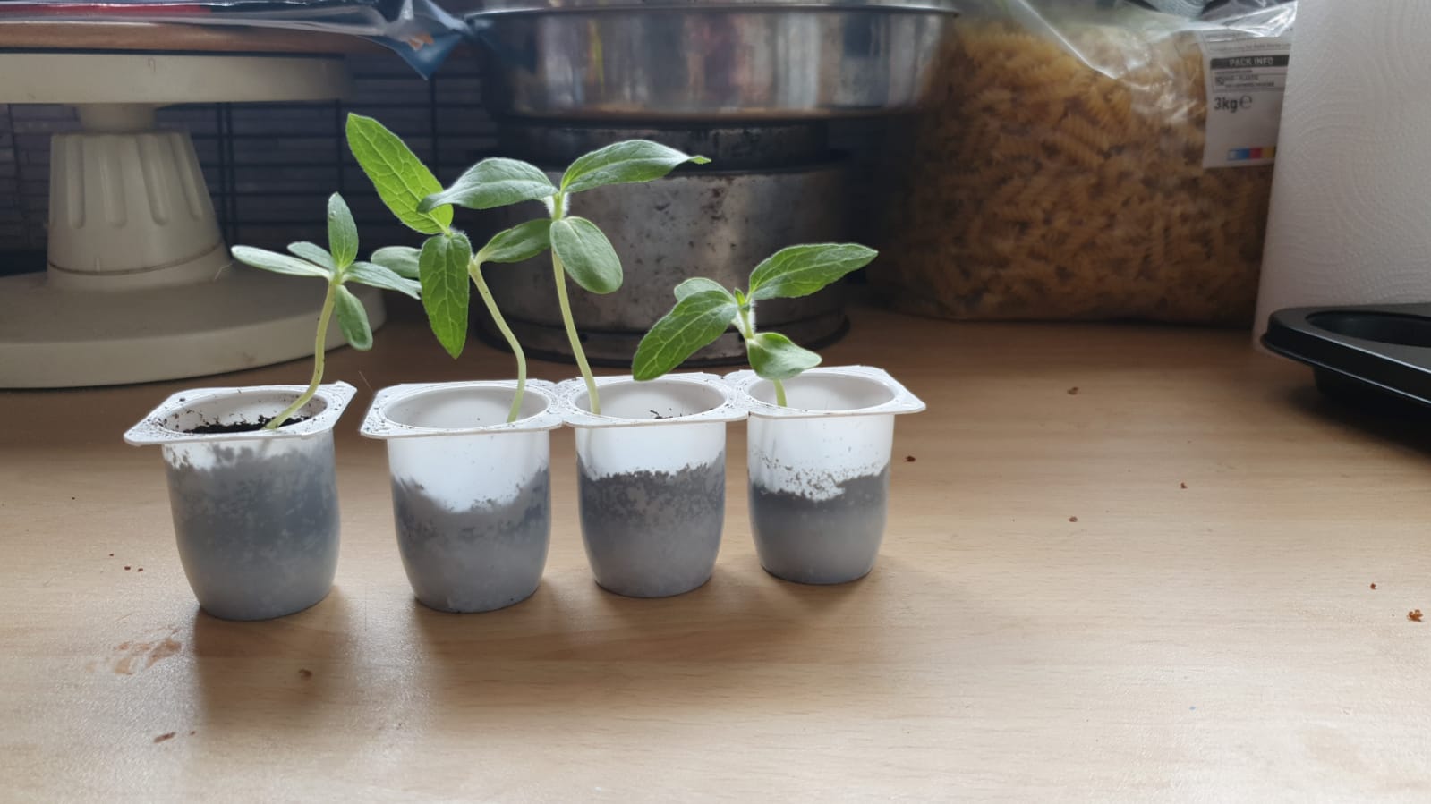 Stacy J - My sunflower selfies