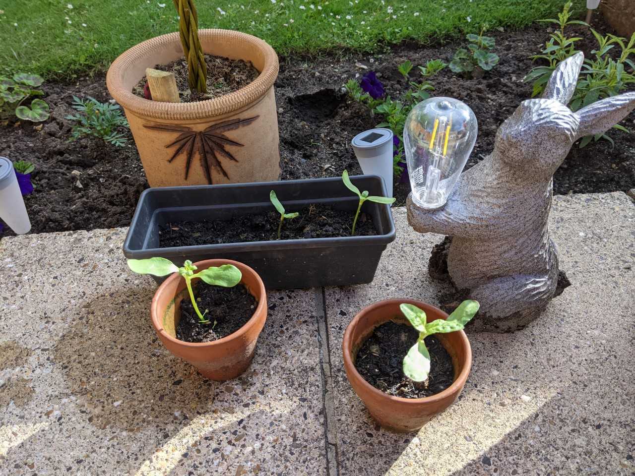 Geraint O - Sunflower selfie