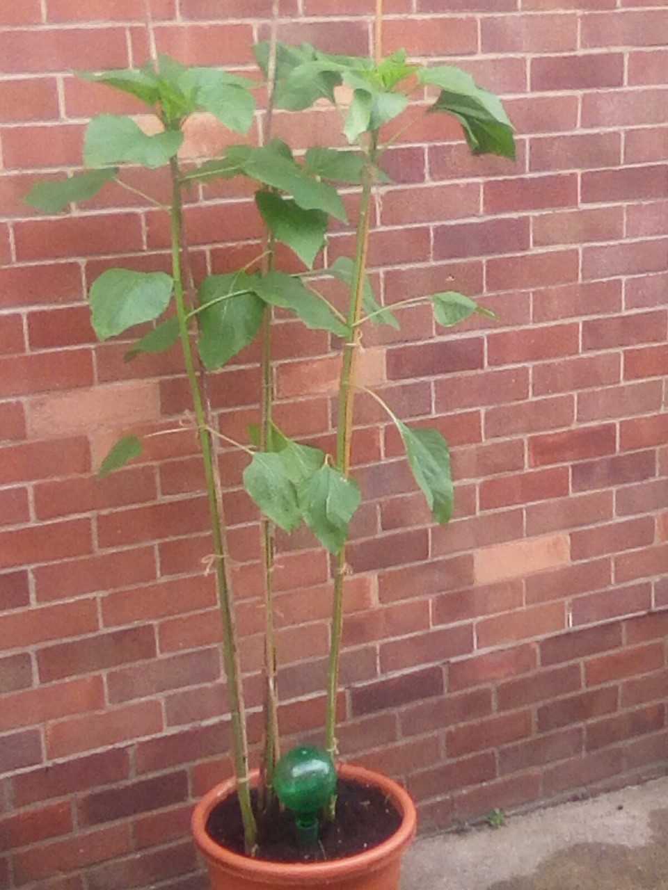 Geraint O - Sunflower selfie