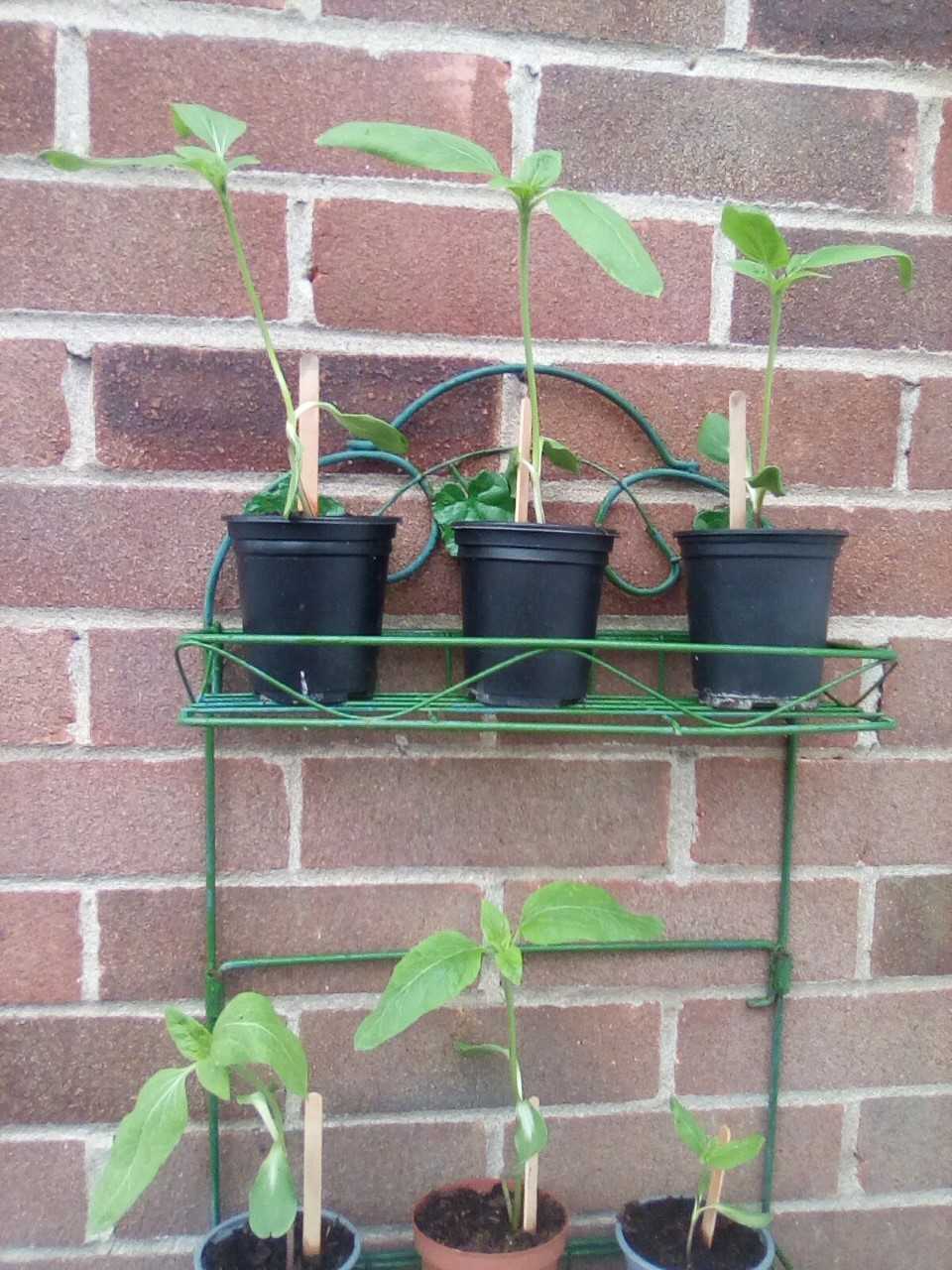 Geraint O - Sunflower selfie