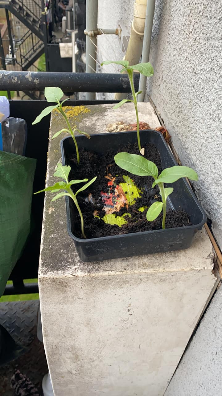 Geraint O - Sunflower selfie