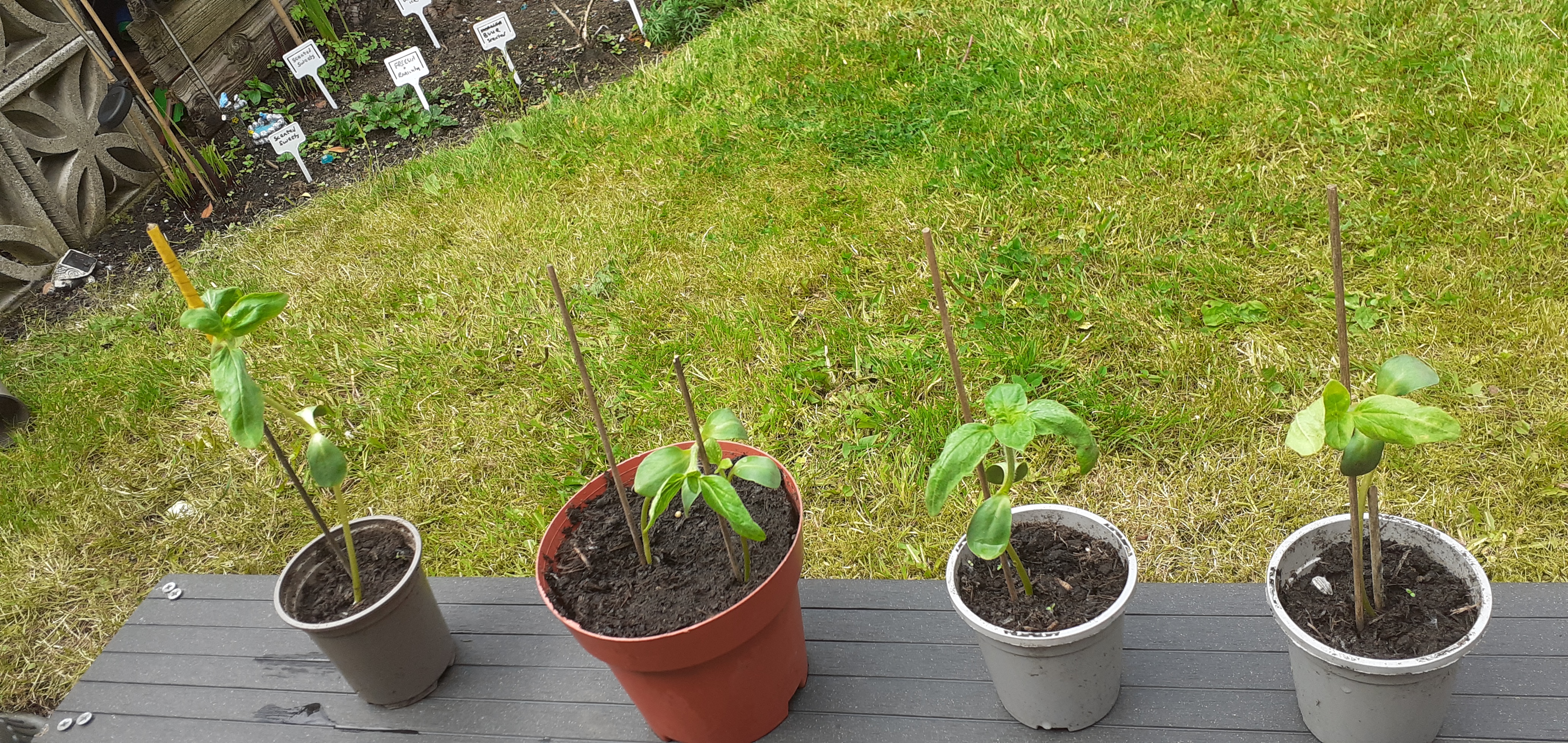 Sunflowers - week 4 - Bernadette's Sunflowers