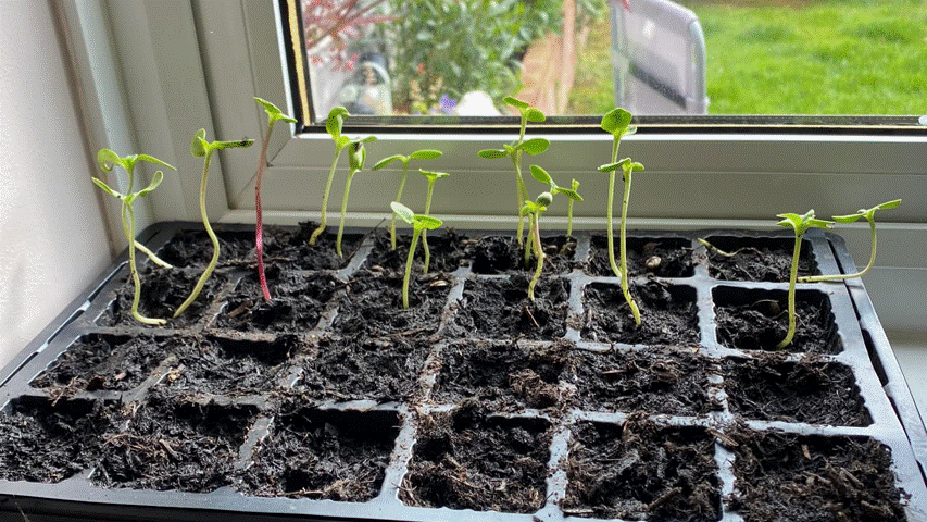 montage of your sunflower selfies