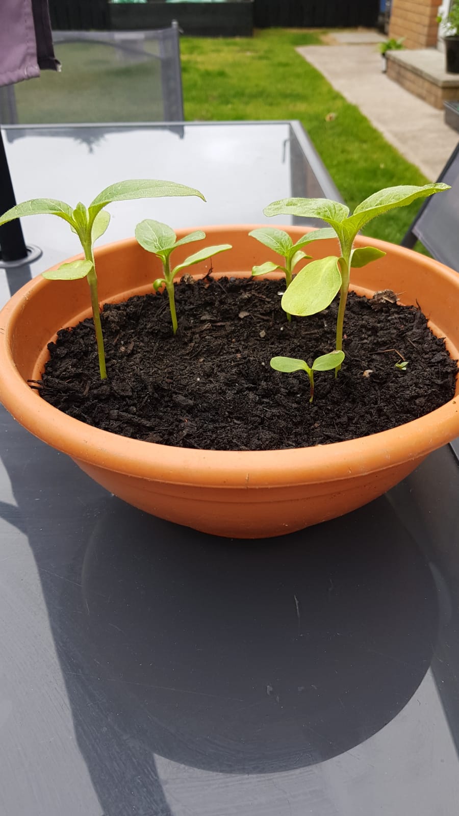 Geraint O - Sunflower selfie