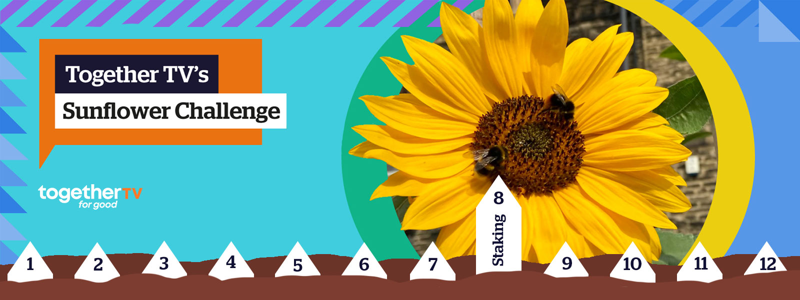 SUNFLOWER CHALLENGE 2023: WEEK 8 - Staking