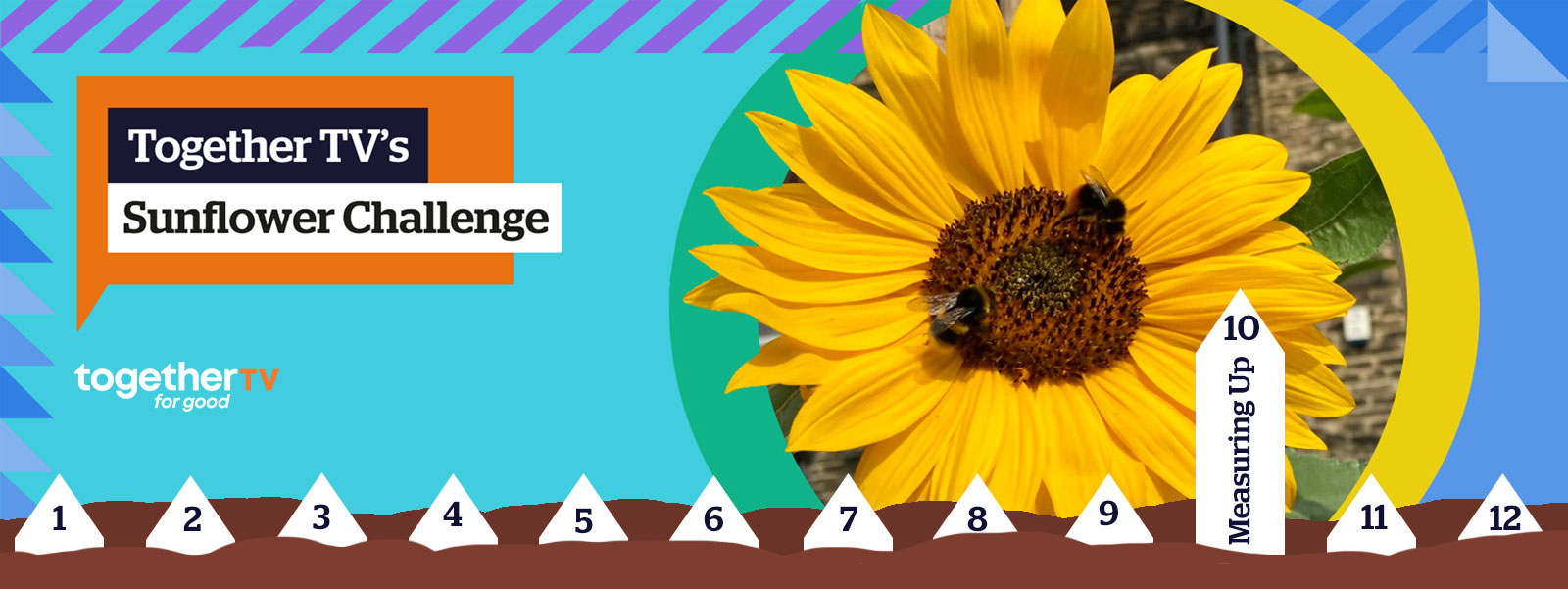 SUNFLOWER CHALLENGE 2023: WEEK 10 - Measuring Up