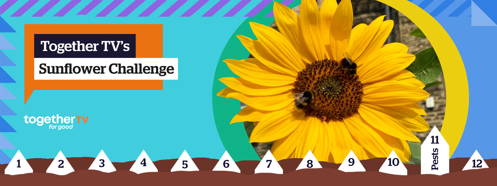 SUNFLOWER CHALLENGE 2023: WEEK 11 - Pests