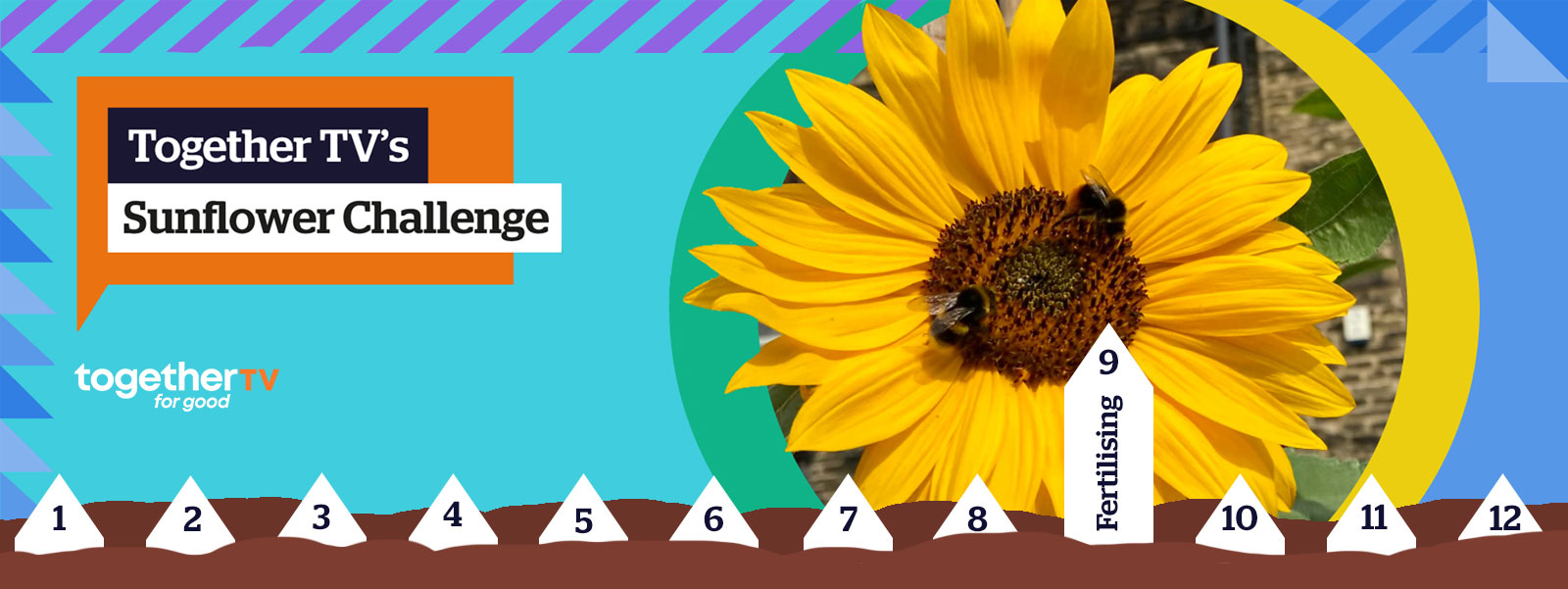 SUNFLOWER CHALLENGE 2023: WEEK 9 - Fertilising
