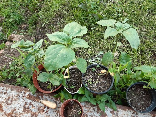 Geraint O - Sunflower selfie