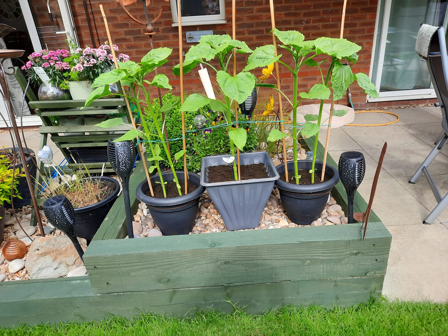 Geraint O - Sunflower selfie