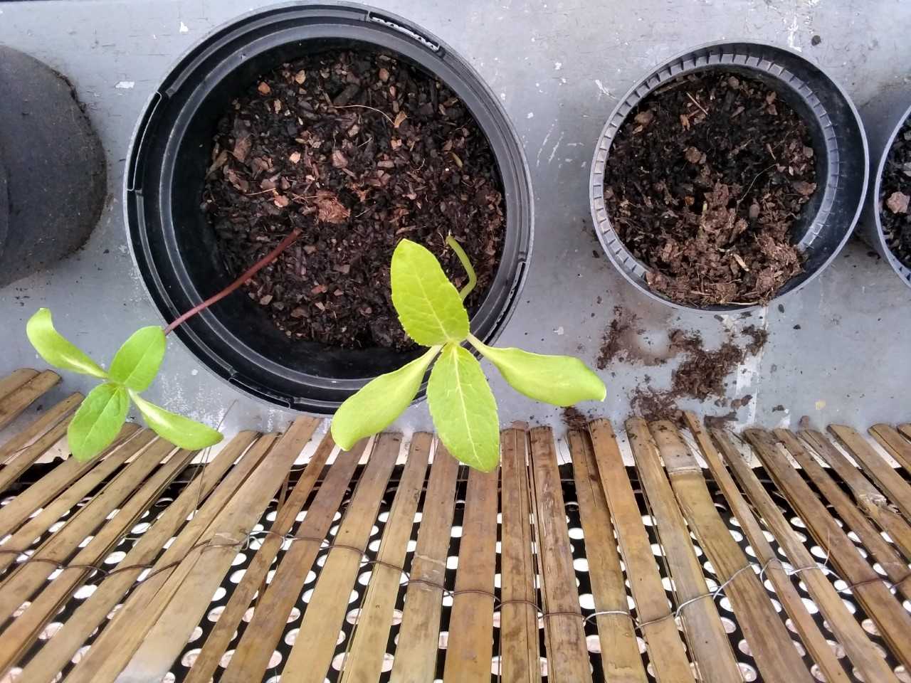 Geraint O - Sunflower selfie