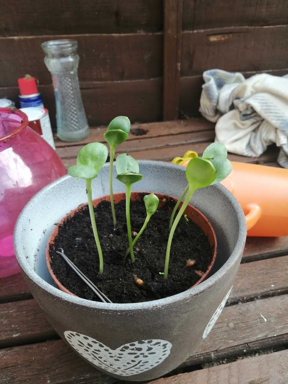 Tina N sunflowers so far