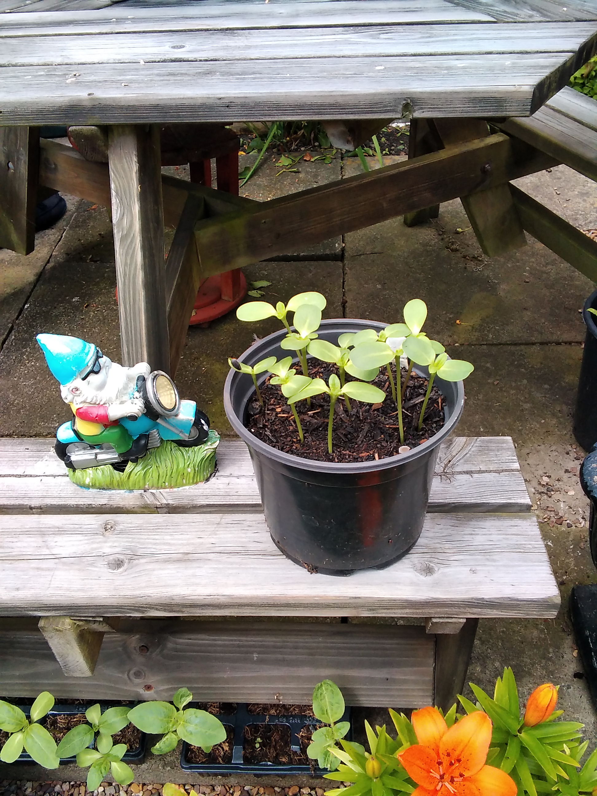 Geraint O - Sunflower selfie
