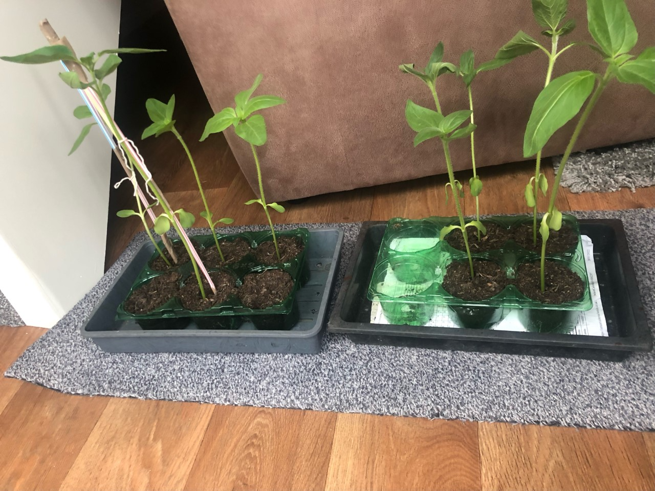 Tracy F - Hi are they supposed to be this tall at 4 weeks