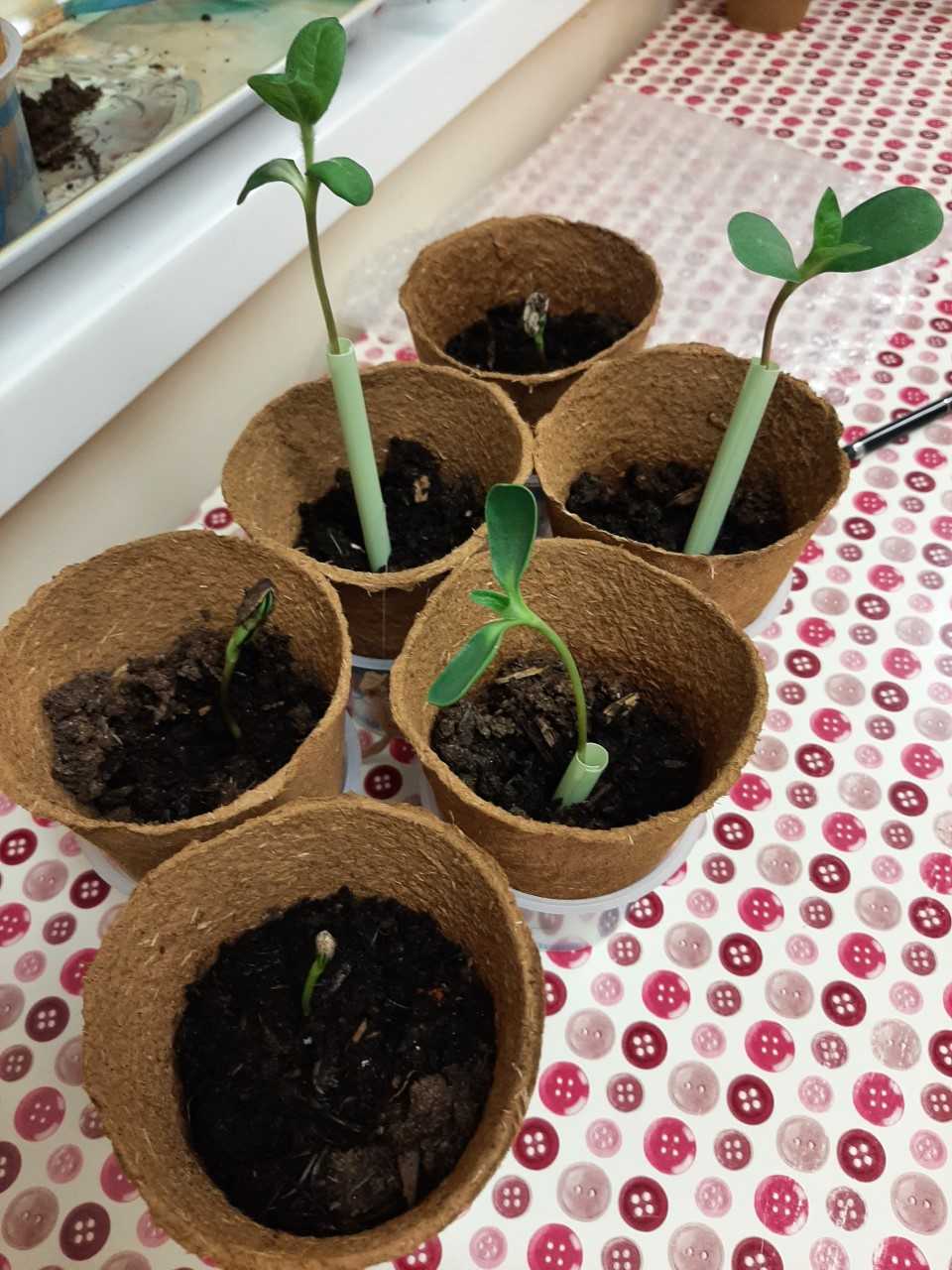Geraint O - Sunflower selfie