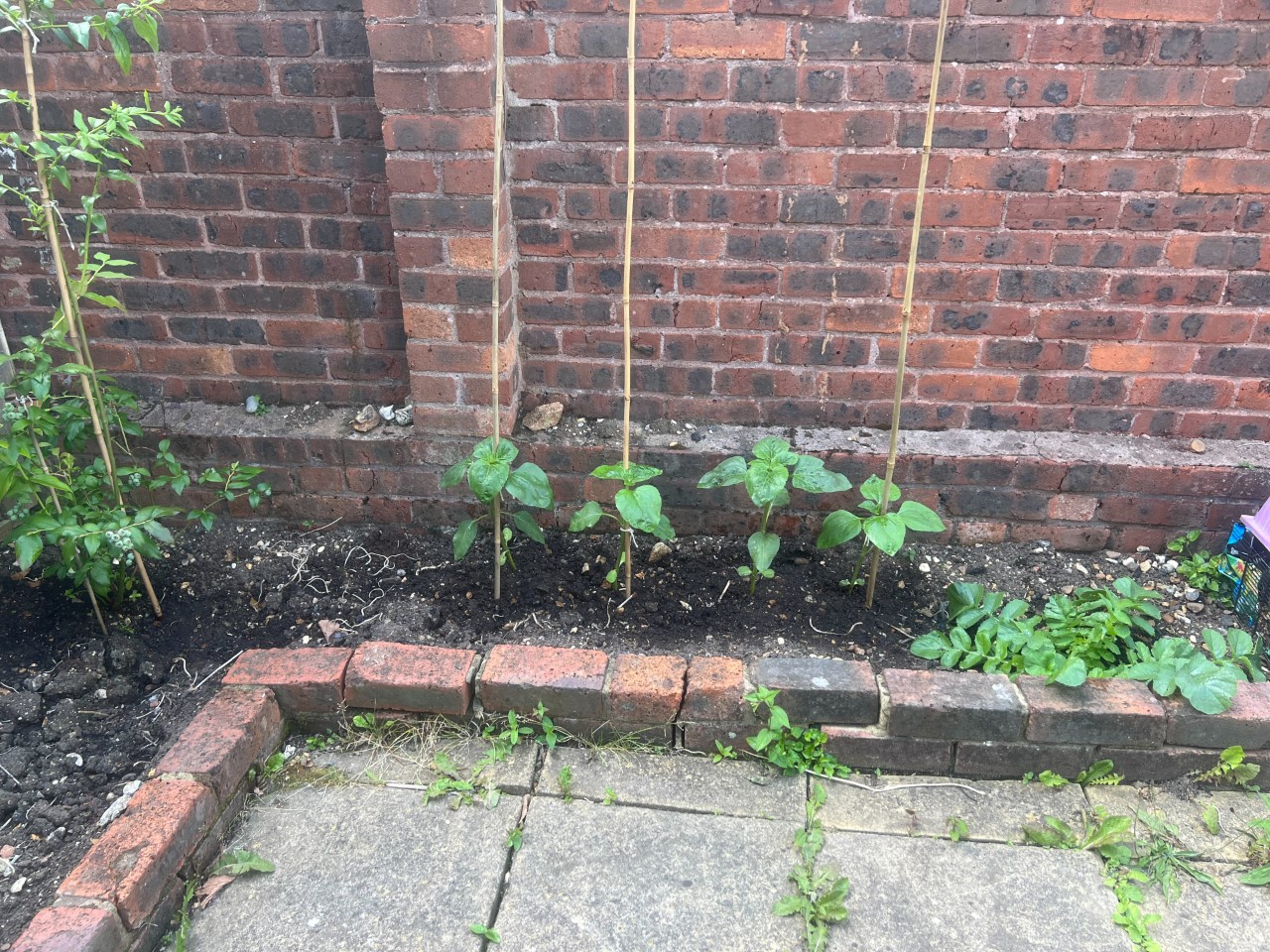 Velna P - week 7 Now my sunflower has been planted out for a few weeks now.