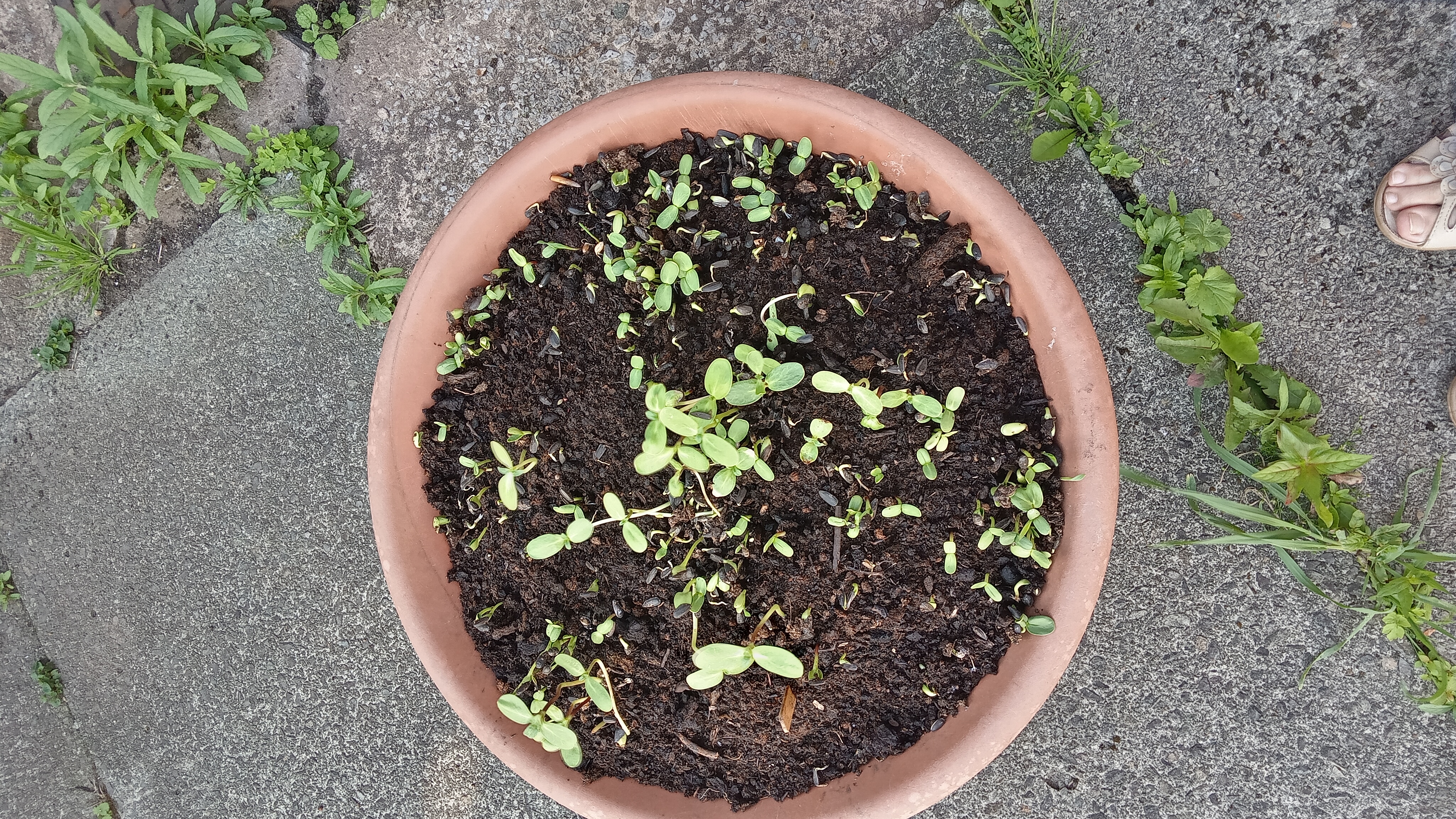 Geraint O - Sunflower selfie