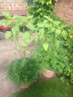 Geraint O - Sunflower selfie