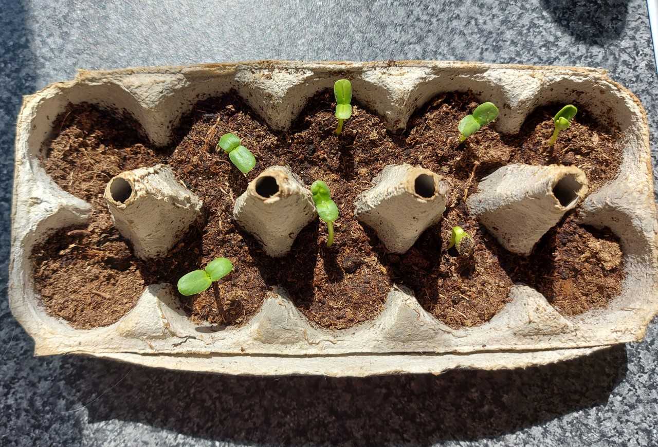 Geraint O - Sunflower selfie